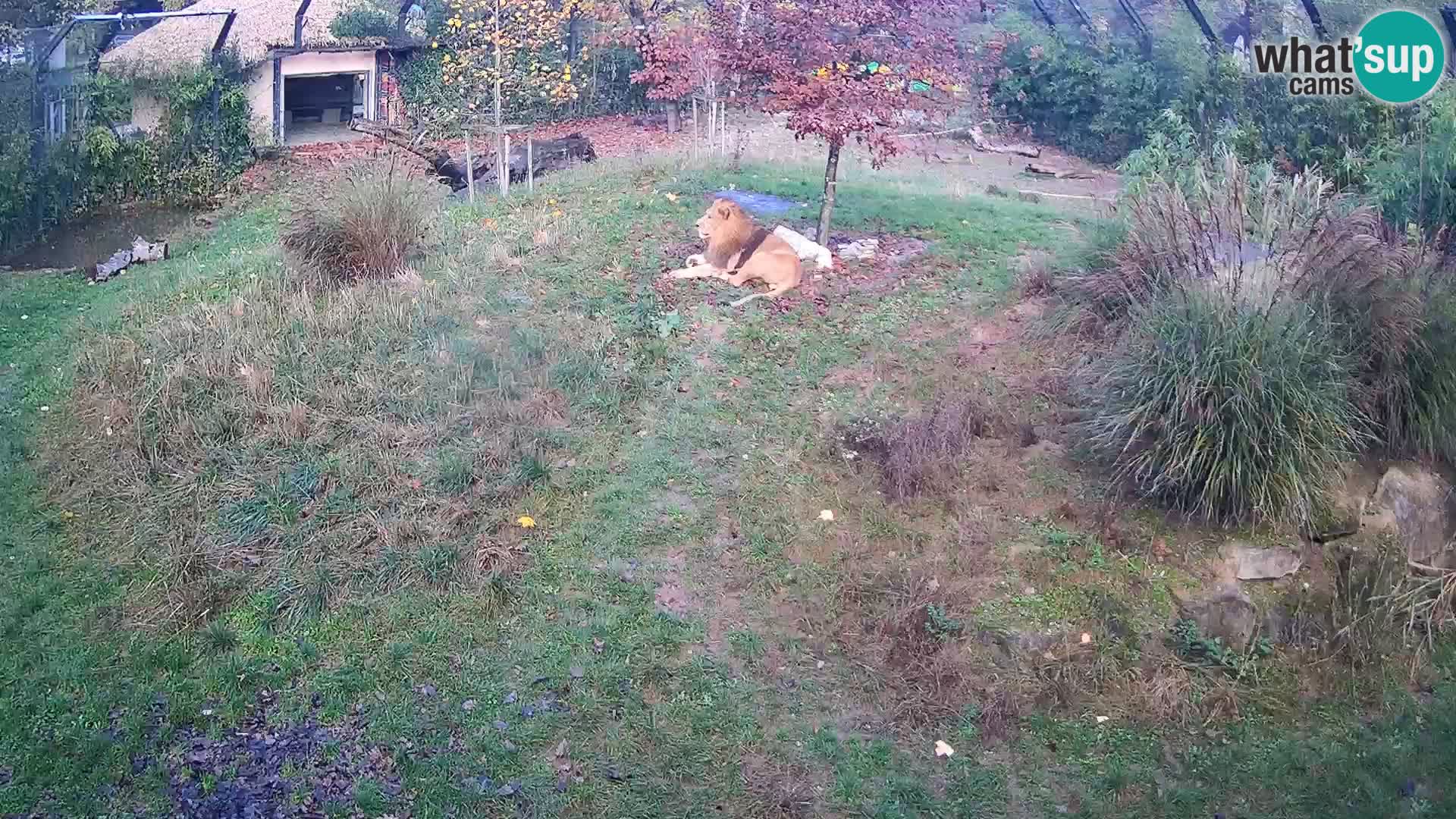 Zoo Ljubljana web kamera Lavovi