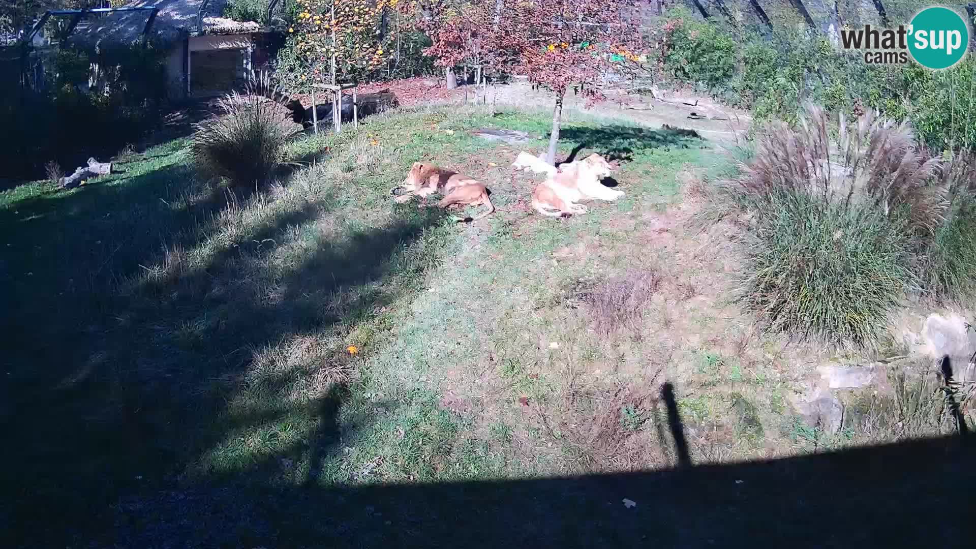 Live Ljubljana Zoo webcam Lion