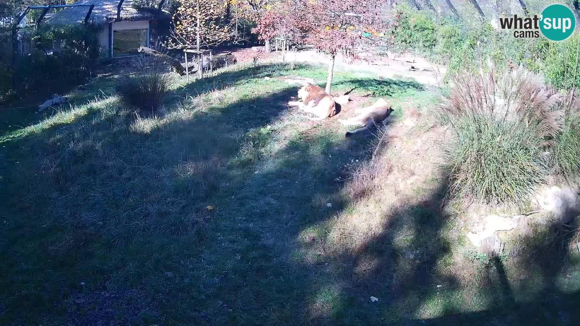 Zoo Ljubljana webcam Löwen