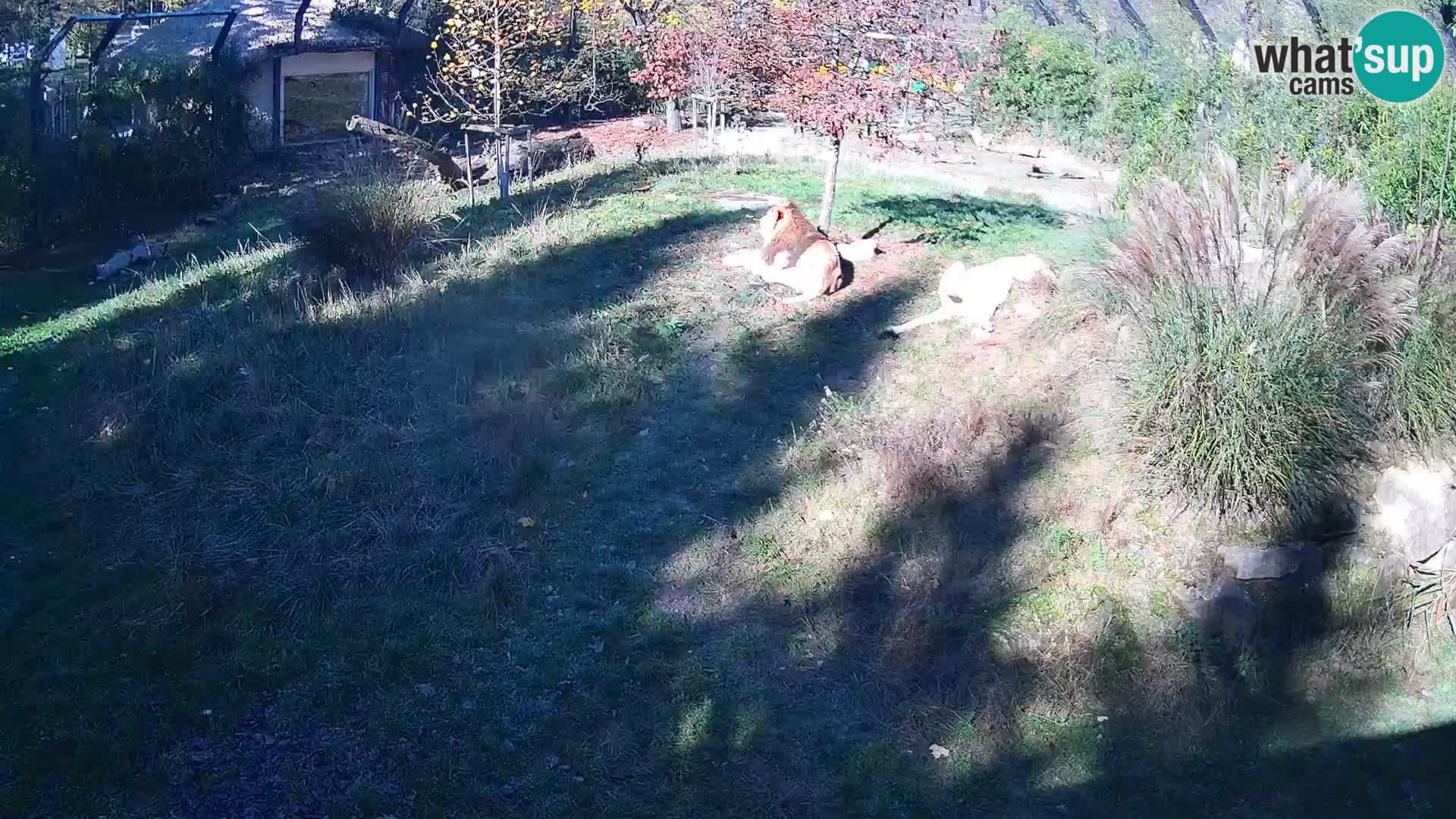 Ljubljana Zoo webcam Lion