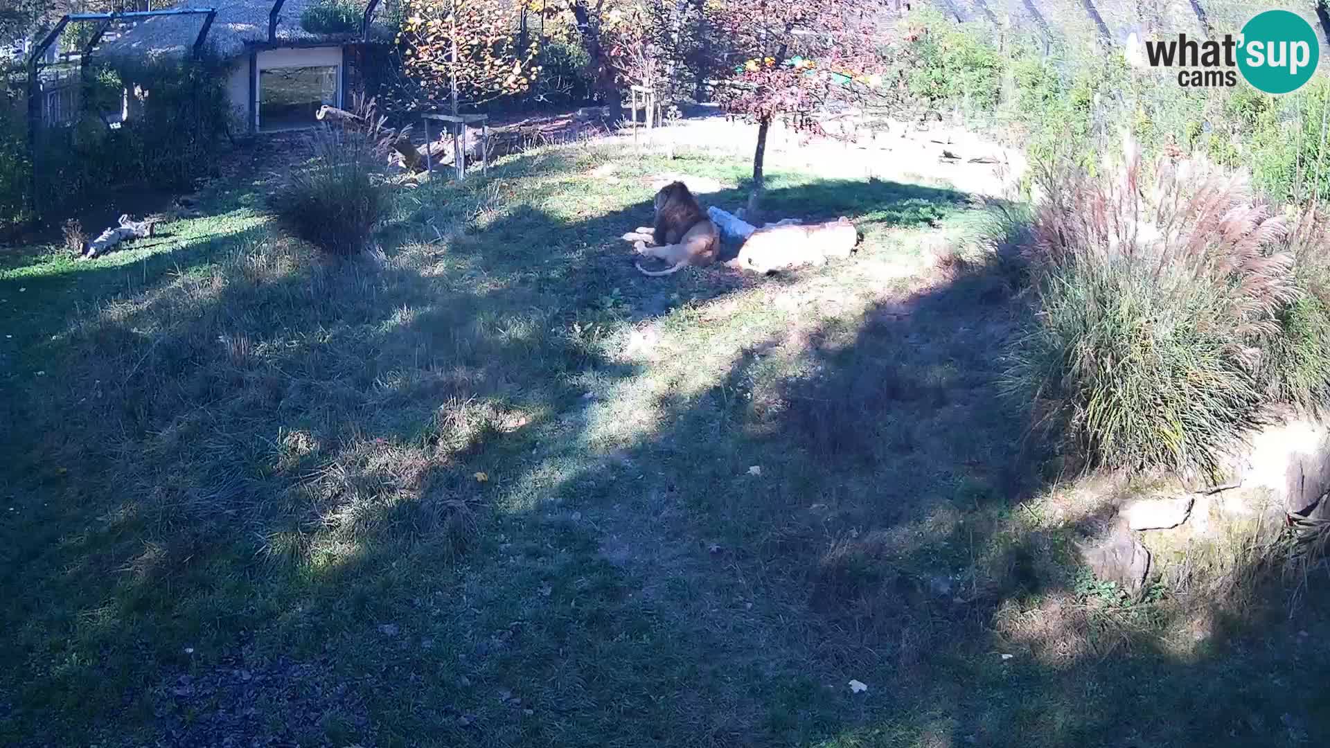 Zoo Ljubljana web kamera Lavovi