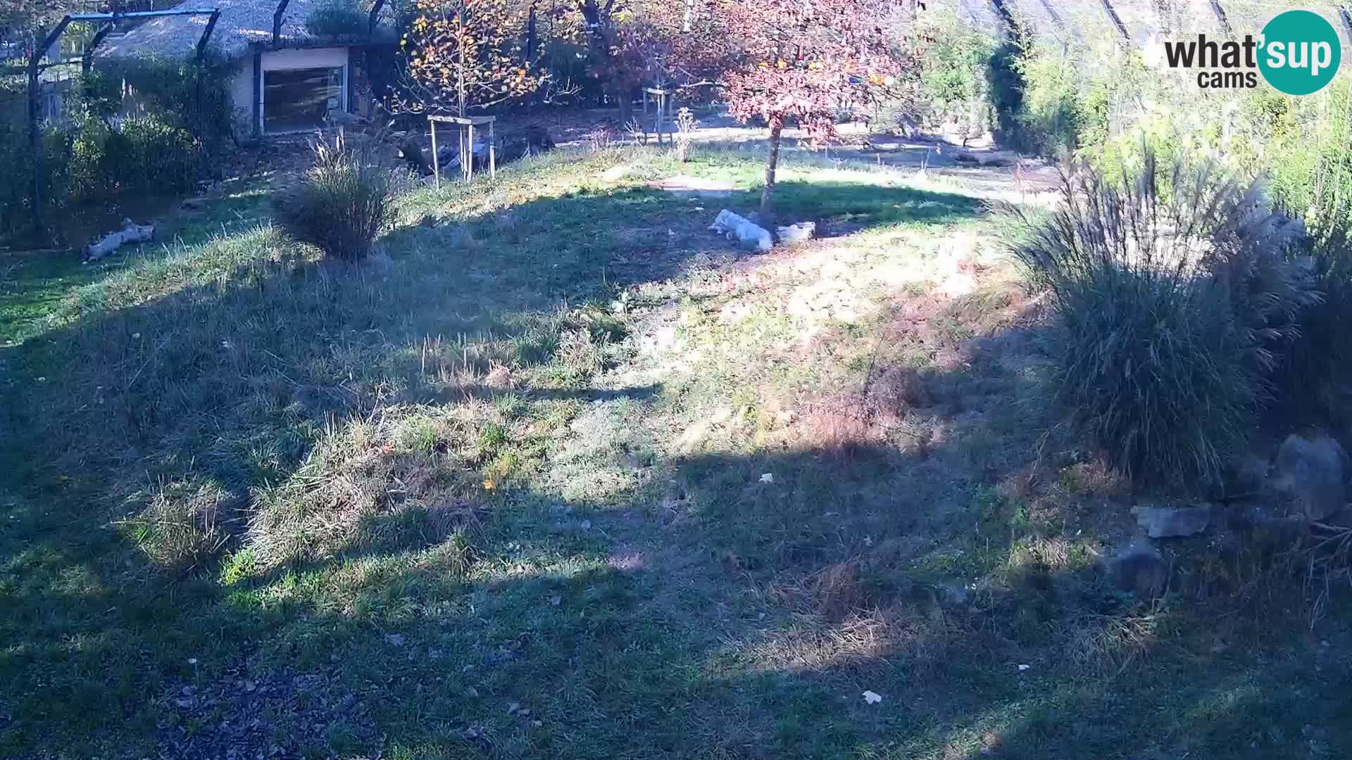 Zoo Ljubljana web kamera Lavovi