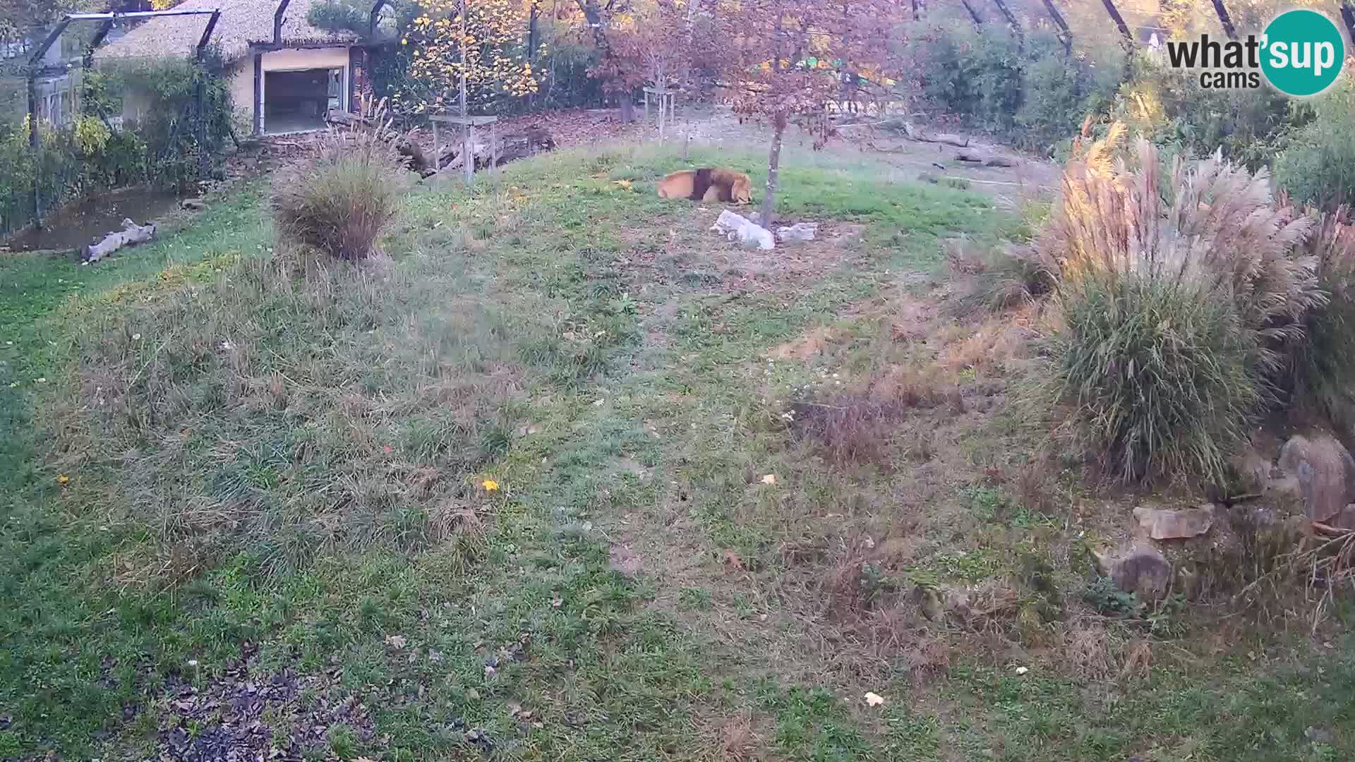 Zoo Lubiana live webcam Leoni