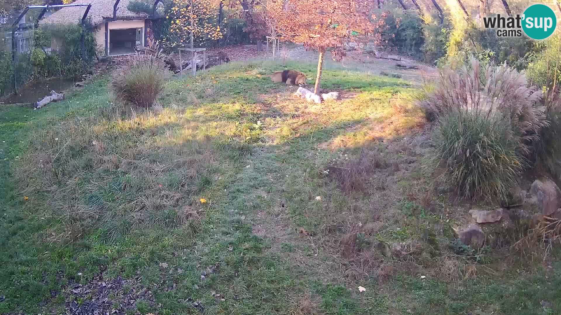 Ljubljana Zoo webcam Lion