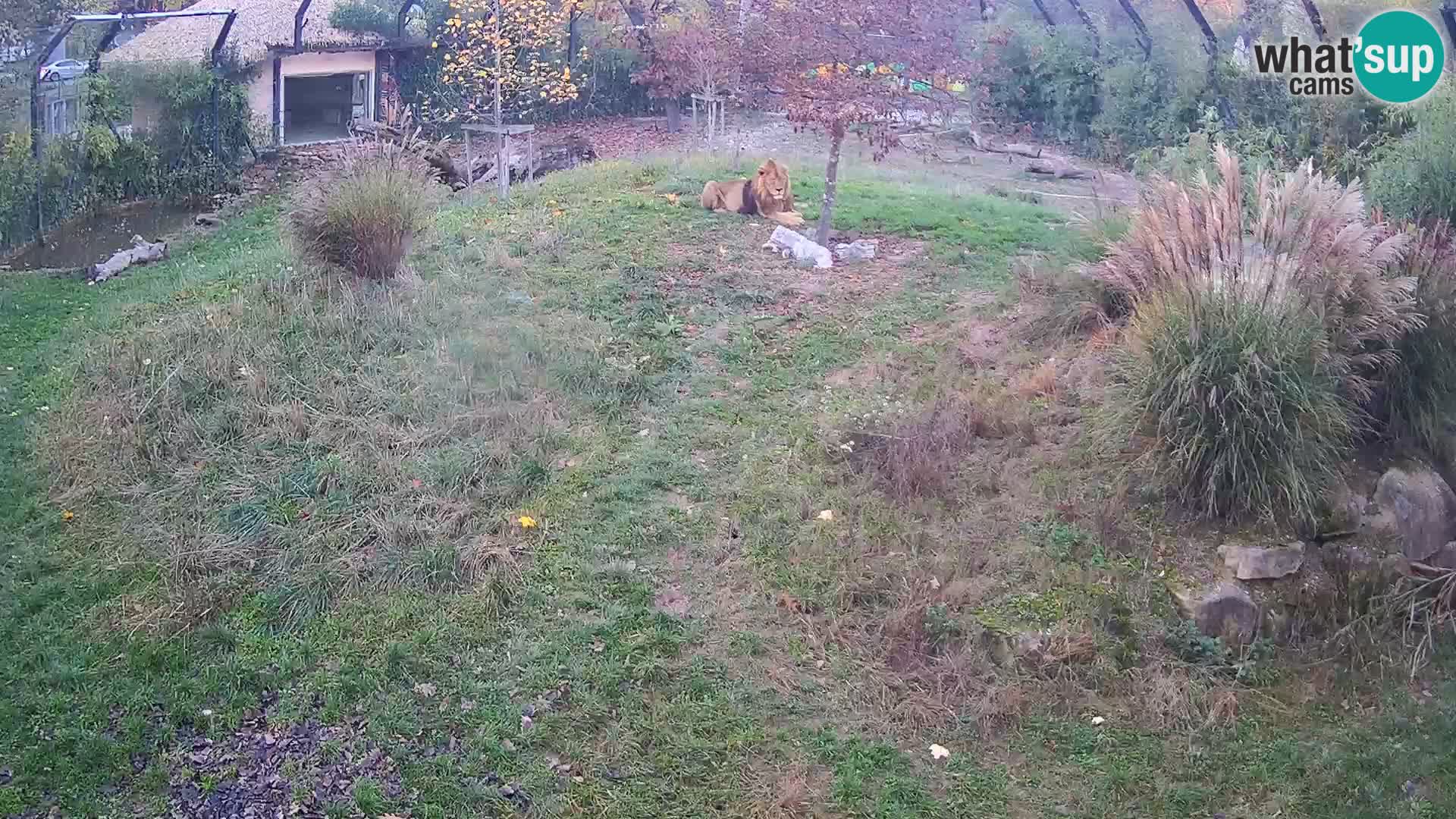 Ljubljana Zoo webcam Lion
