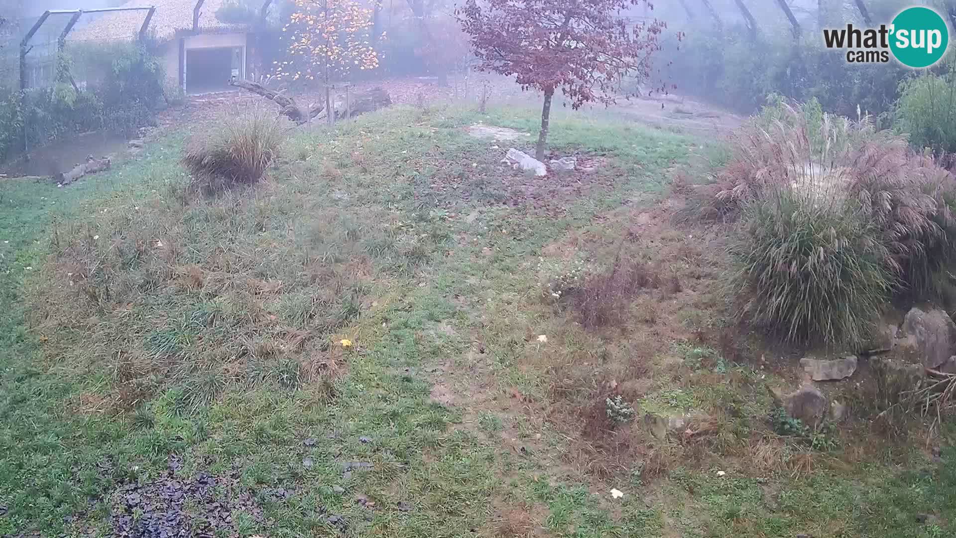 Zoo Lubiana live webcam Leoni