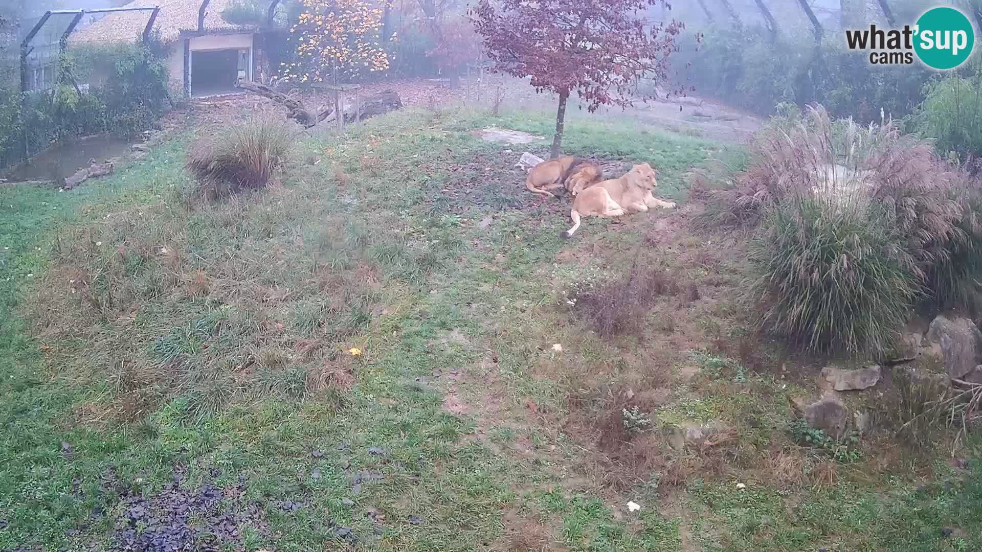 Zoo Ljubljana webcam Löwen