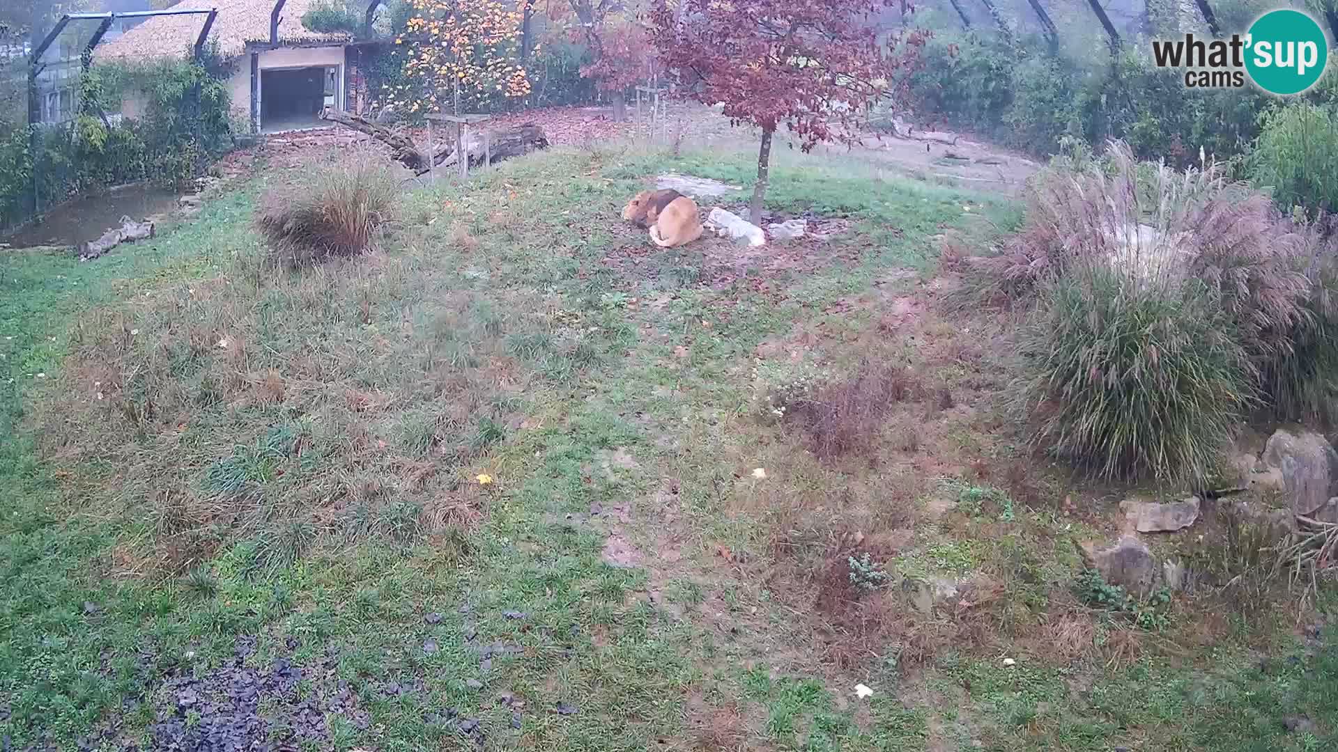 Živalski vrt Ljubljana kamera v živo Levi