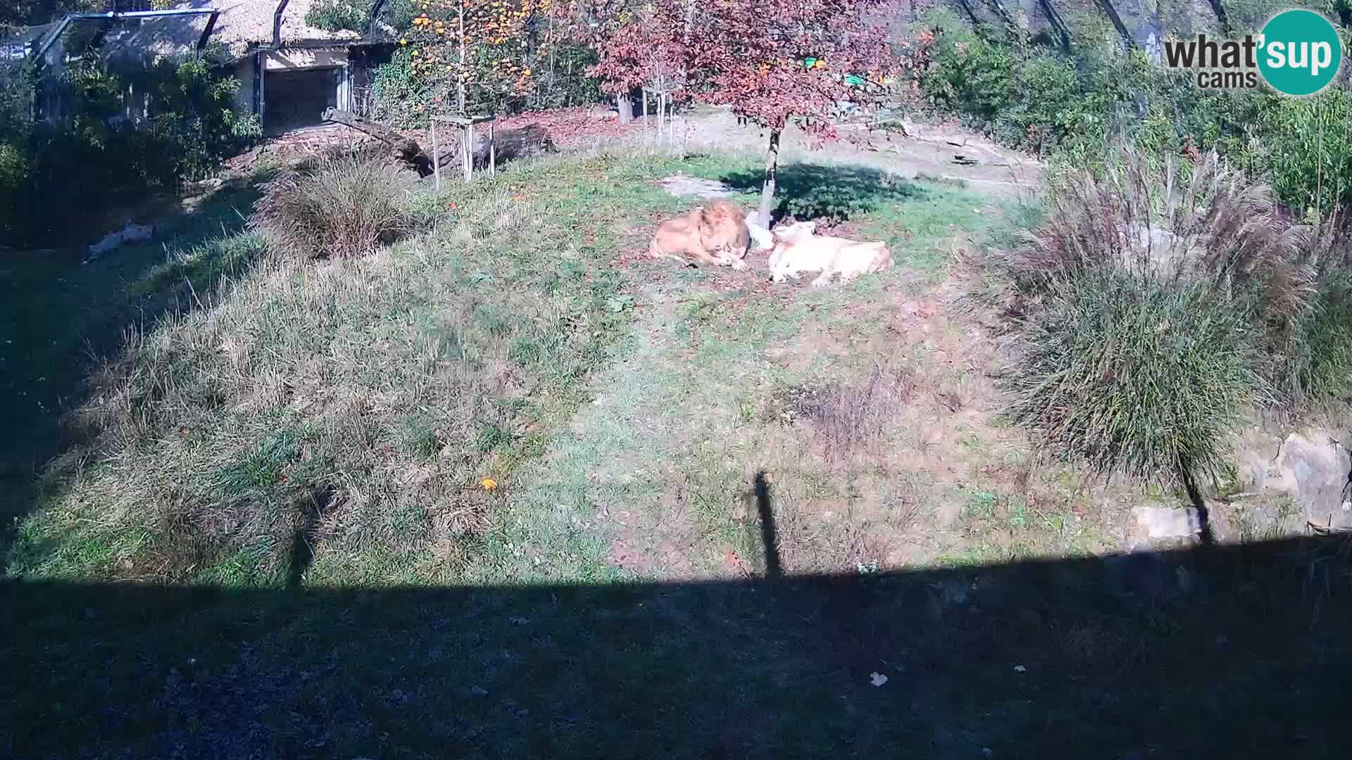 Live Ljubljana Zoo webcam Lion