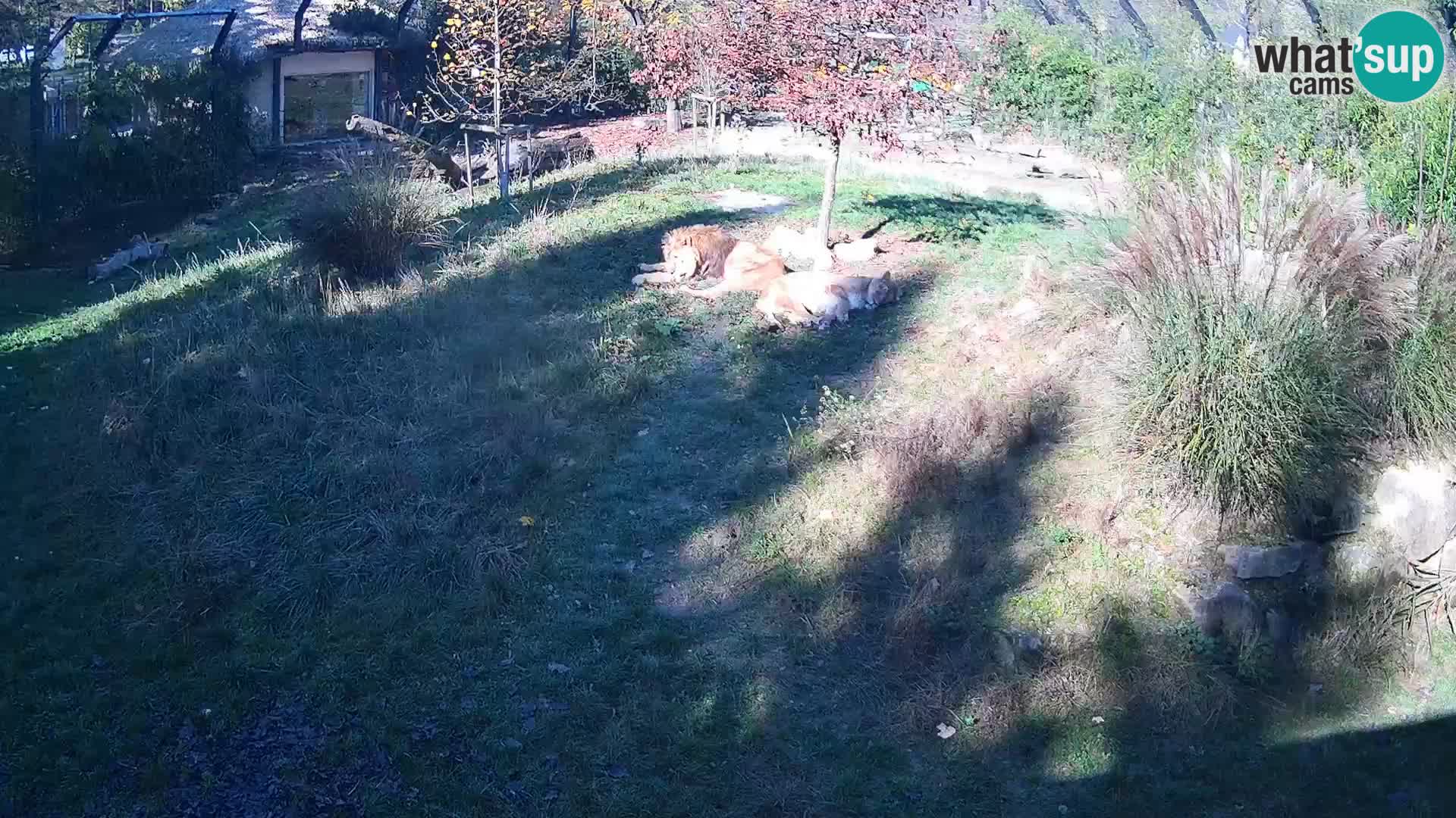 Zoo Ljubljana camera en vivo Leones
