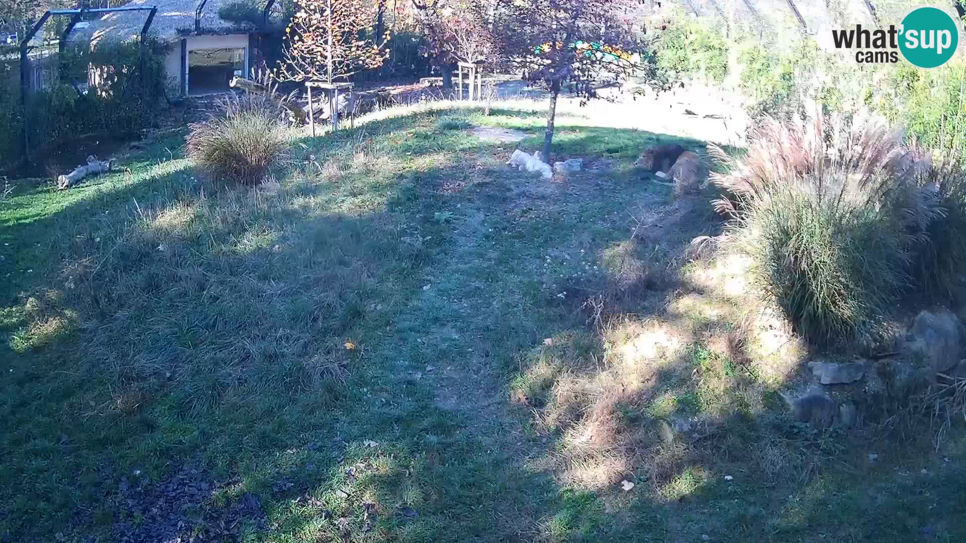Live Ljubljana Zoo webcam Lion