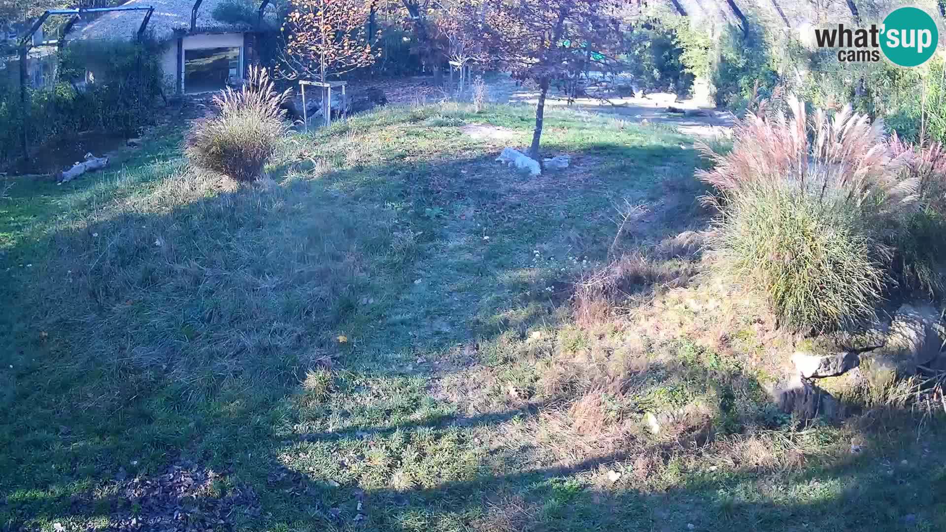 Zoo Ljubljana webcam Löwen