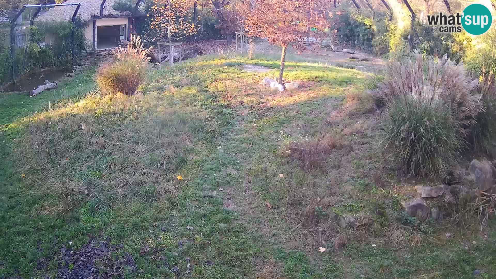 Live Ljubljana Zoo webcam Lion