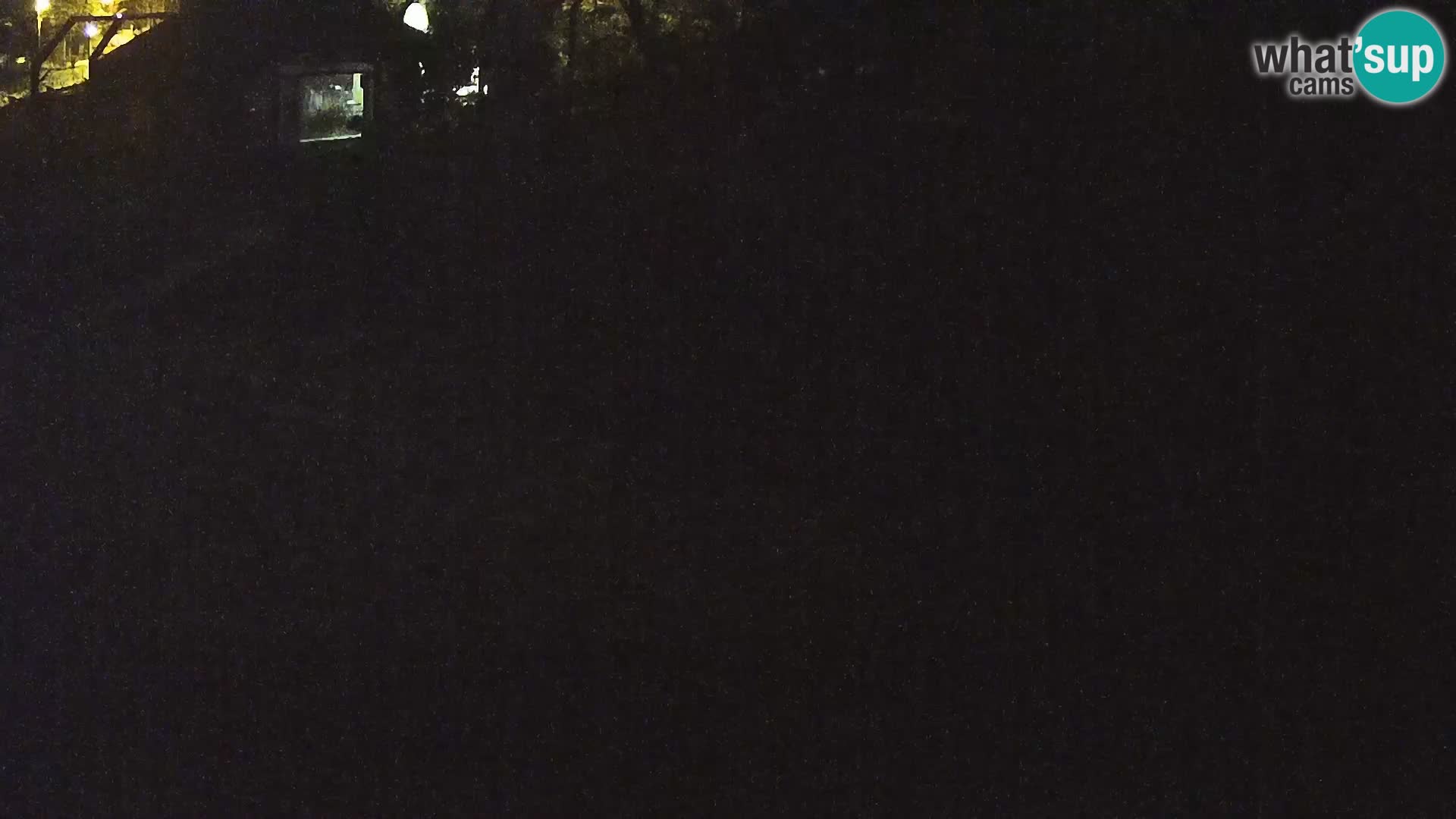 Live Ljubljana Zoo webcam Lion