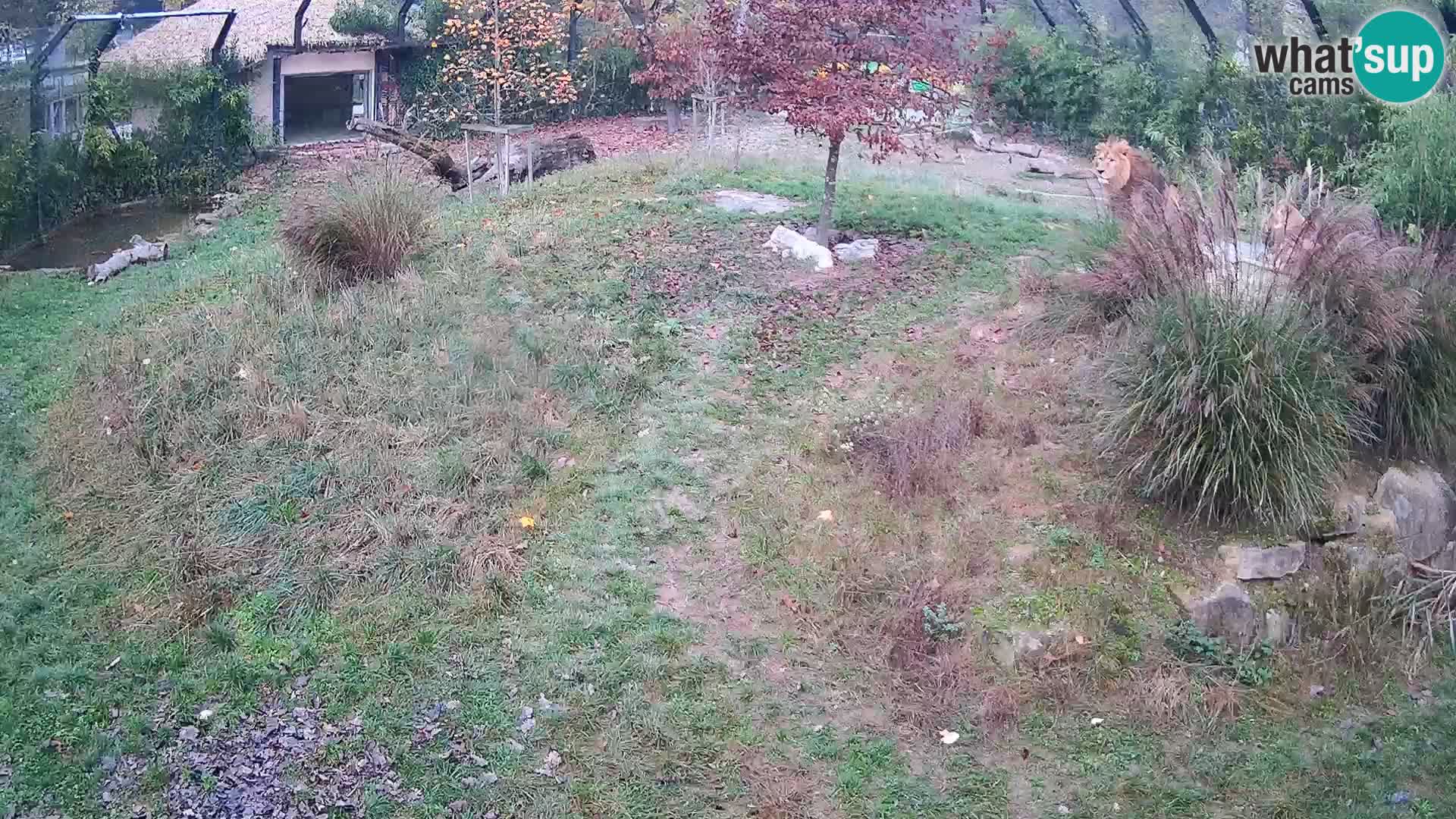 Zoo Ljubljana web kamera Lavovi