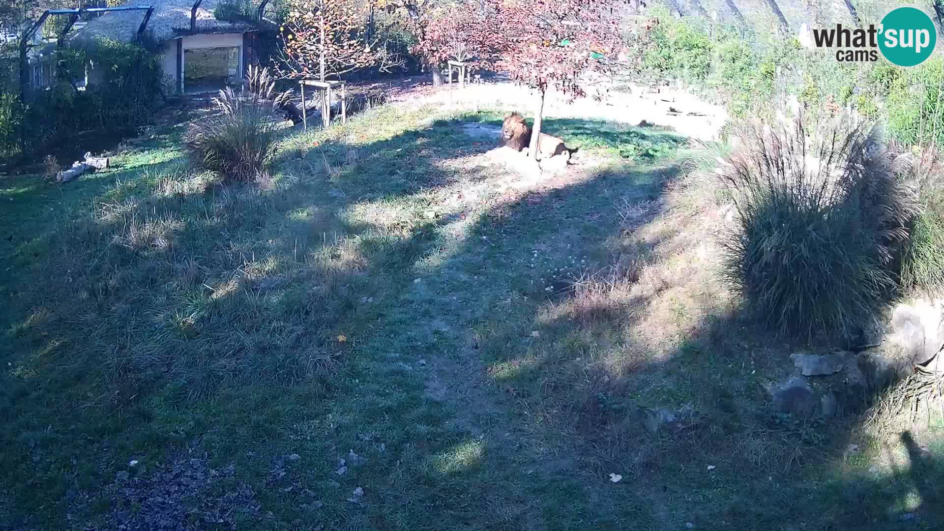 Live Ljubljana Zoo webcam Lion