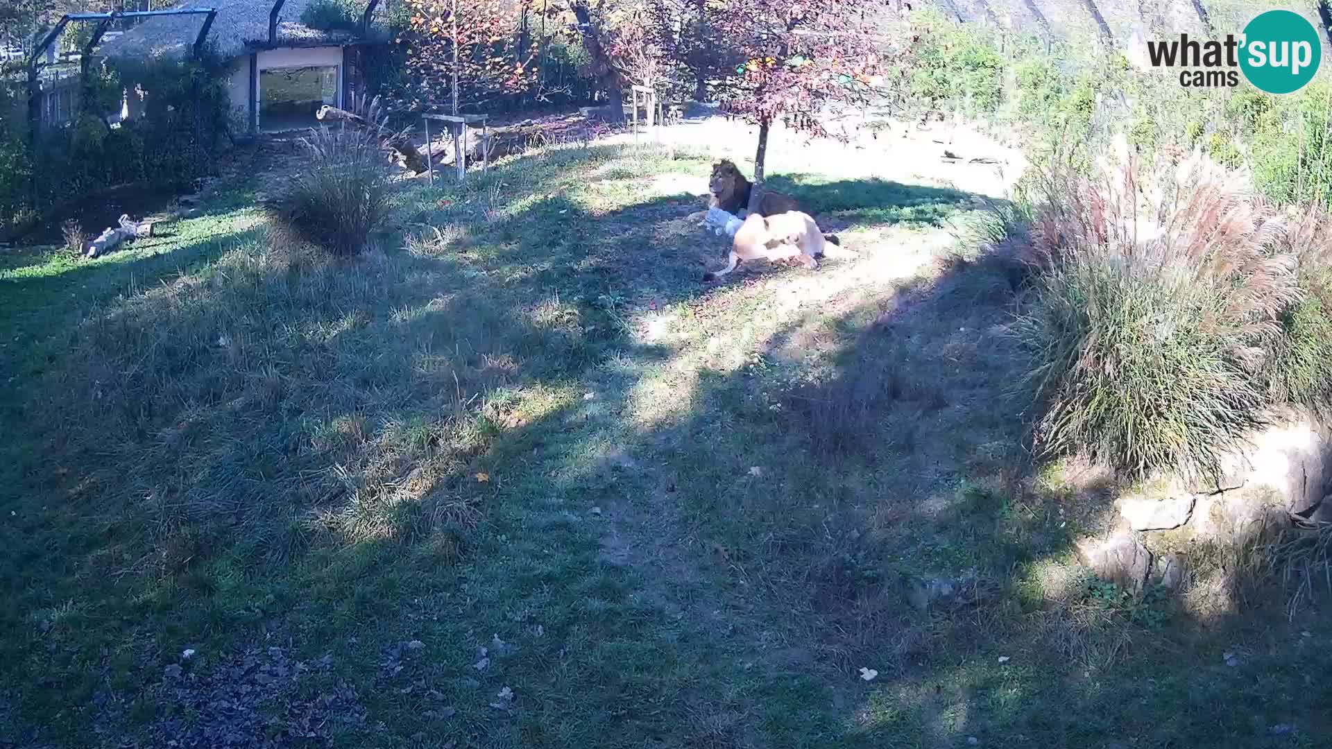 Zoo Ljubljana web kamera Lavovi