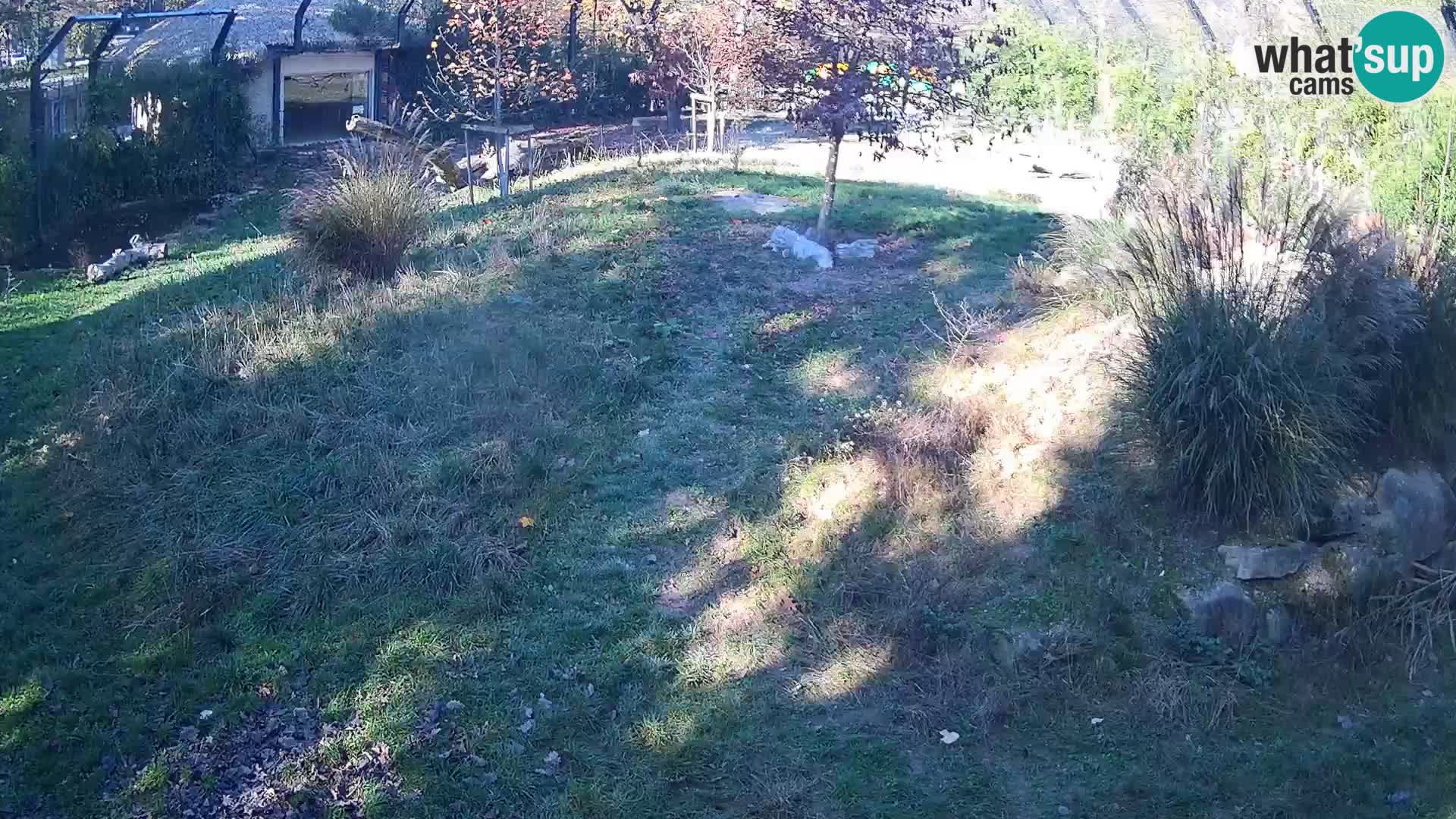 Zoo Ljubljana webcam Löwen