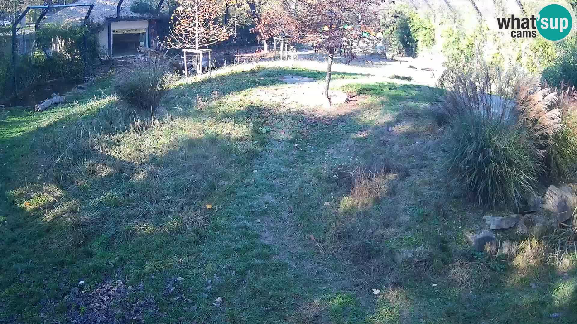 Zoo Ljubljana webcam Löwen
