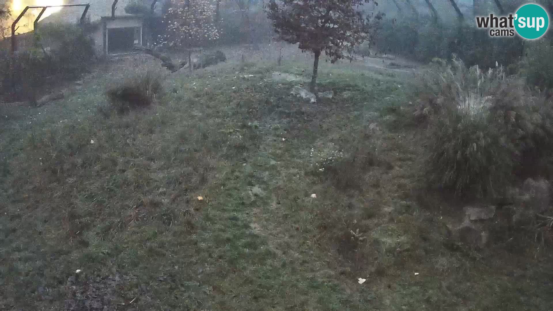 Zoo Lubiana live webcam Leoni