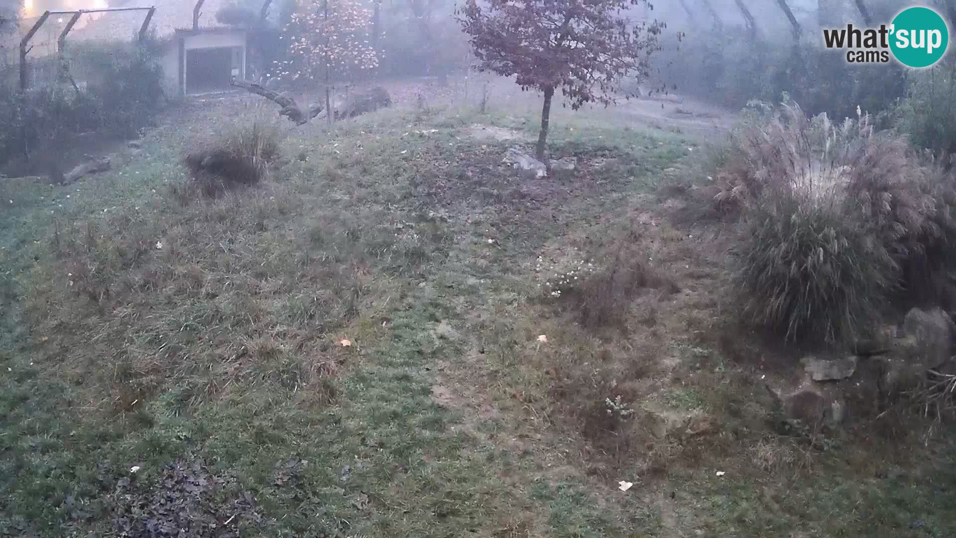 Zoo Lubiana live webcam Leoni