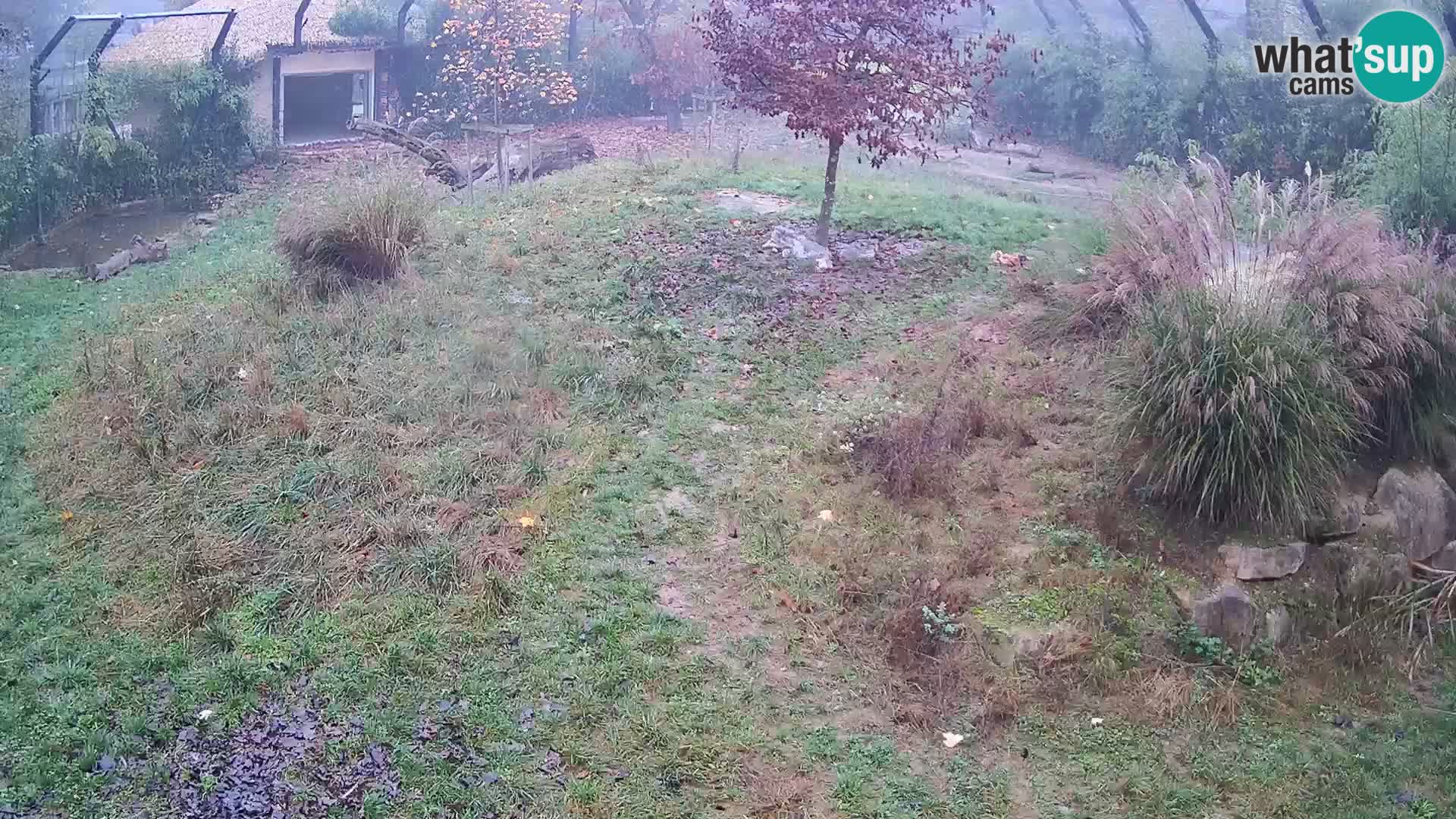 Živalski vrt Ljubljana kamera v živo Levi