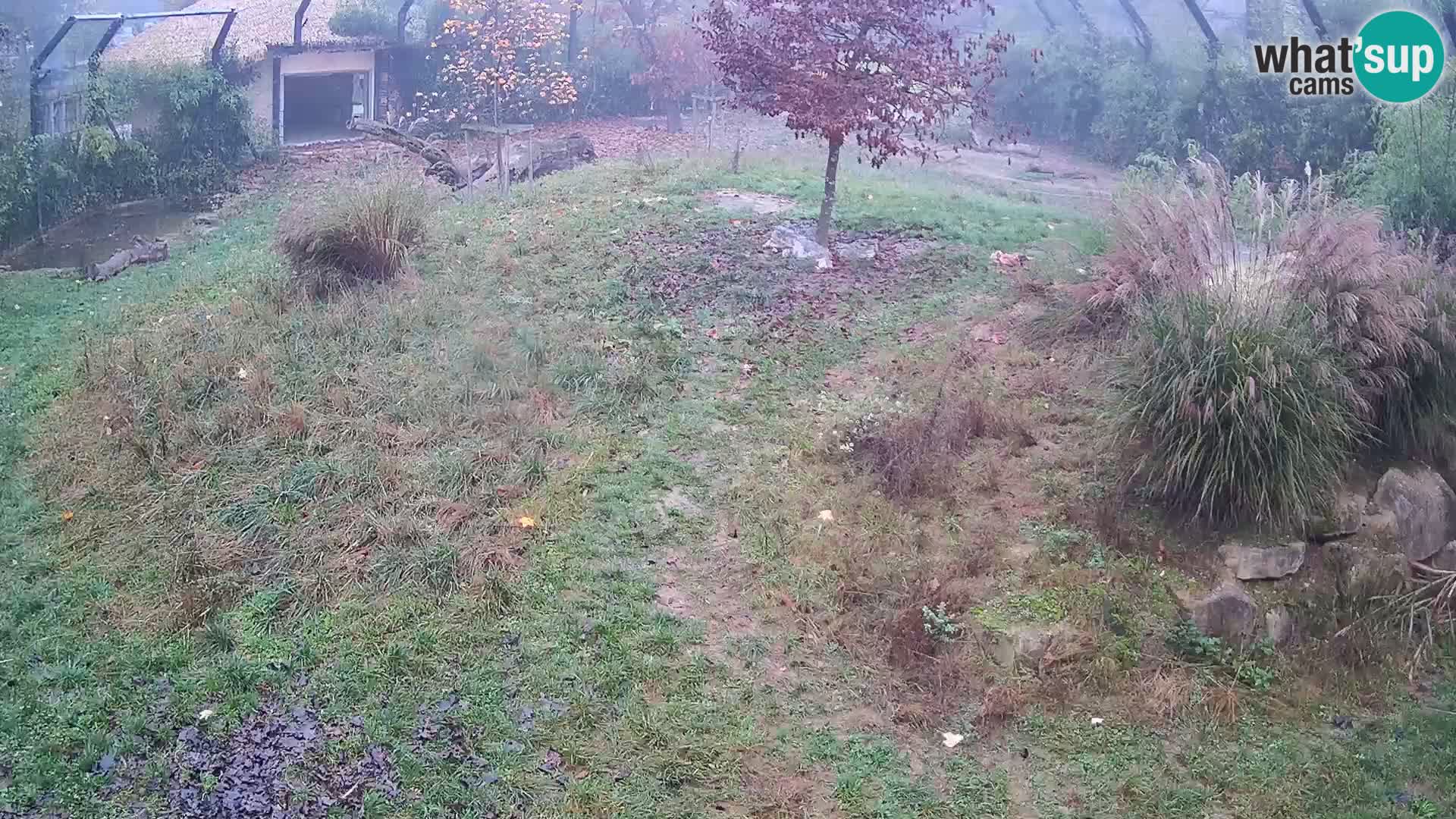 Živalski vrt Ljubljana kamera v živo Levi