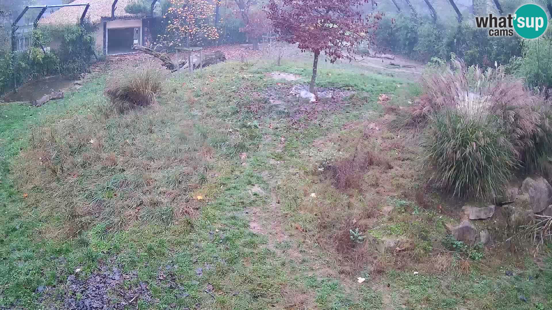 Živalski vrt Ljubljana kamera v živo Levi