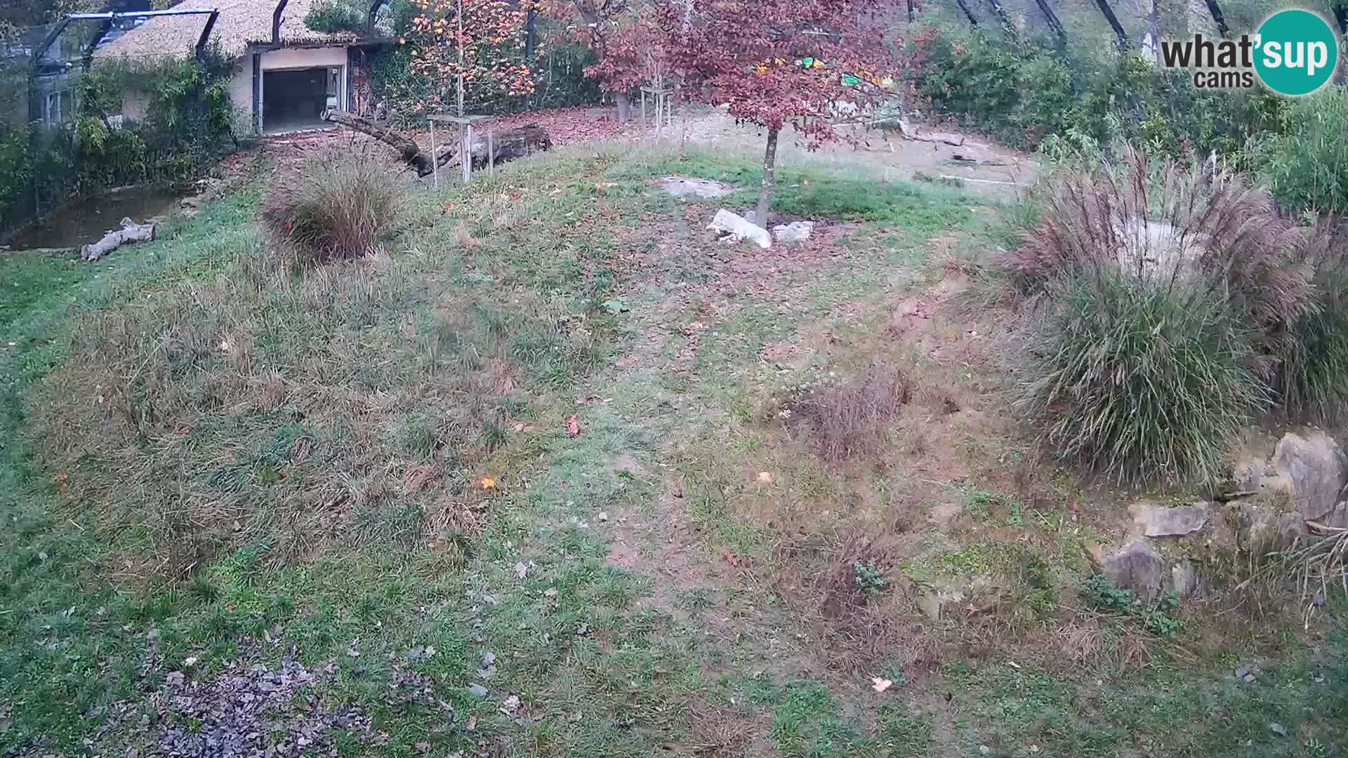 Ljubljana Zoo webcam Lion