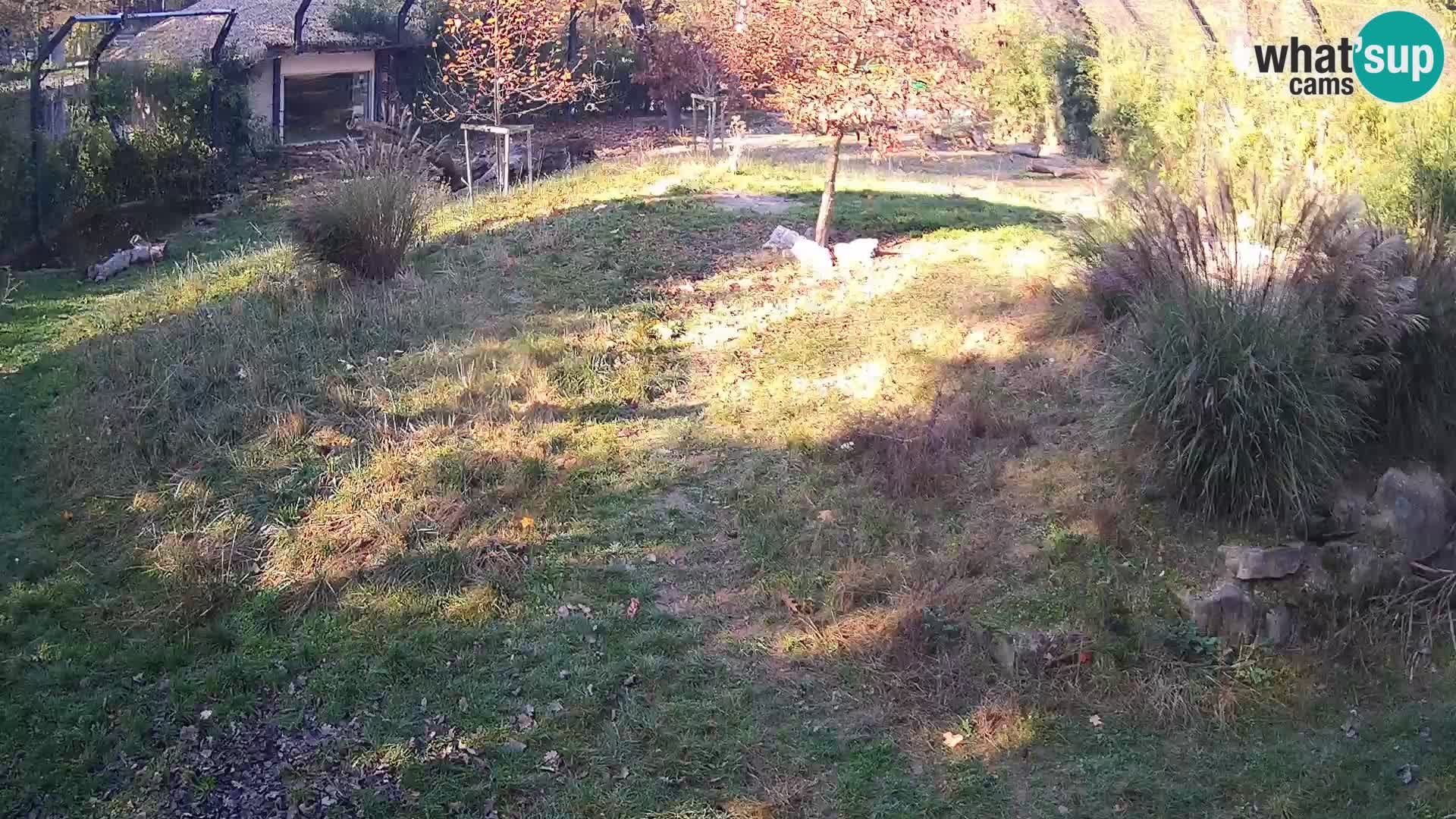 Zoo Ljubljana camera en vivo Leones
