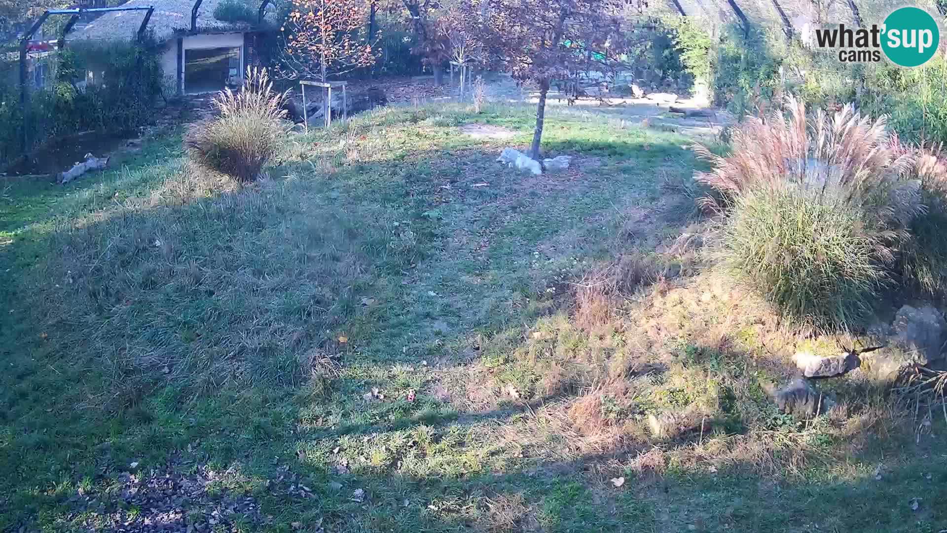 Ljubljana Zoo webcam Lion