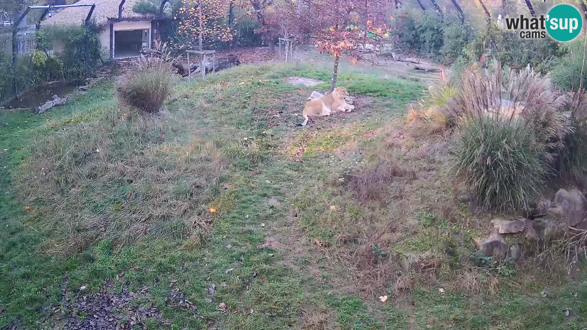 Zoo Ljubljana camera en vivo Leones