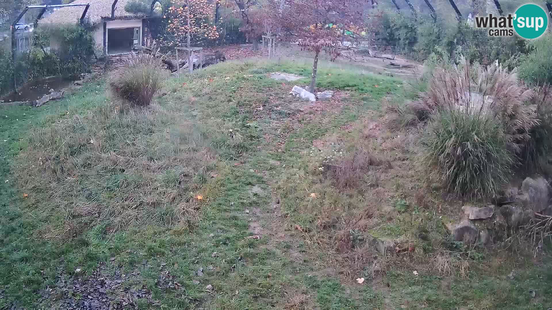 Zoo Ljubljana camera en vivo Leones