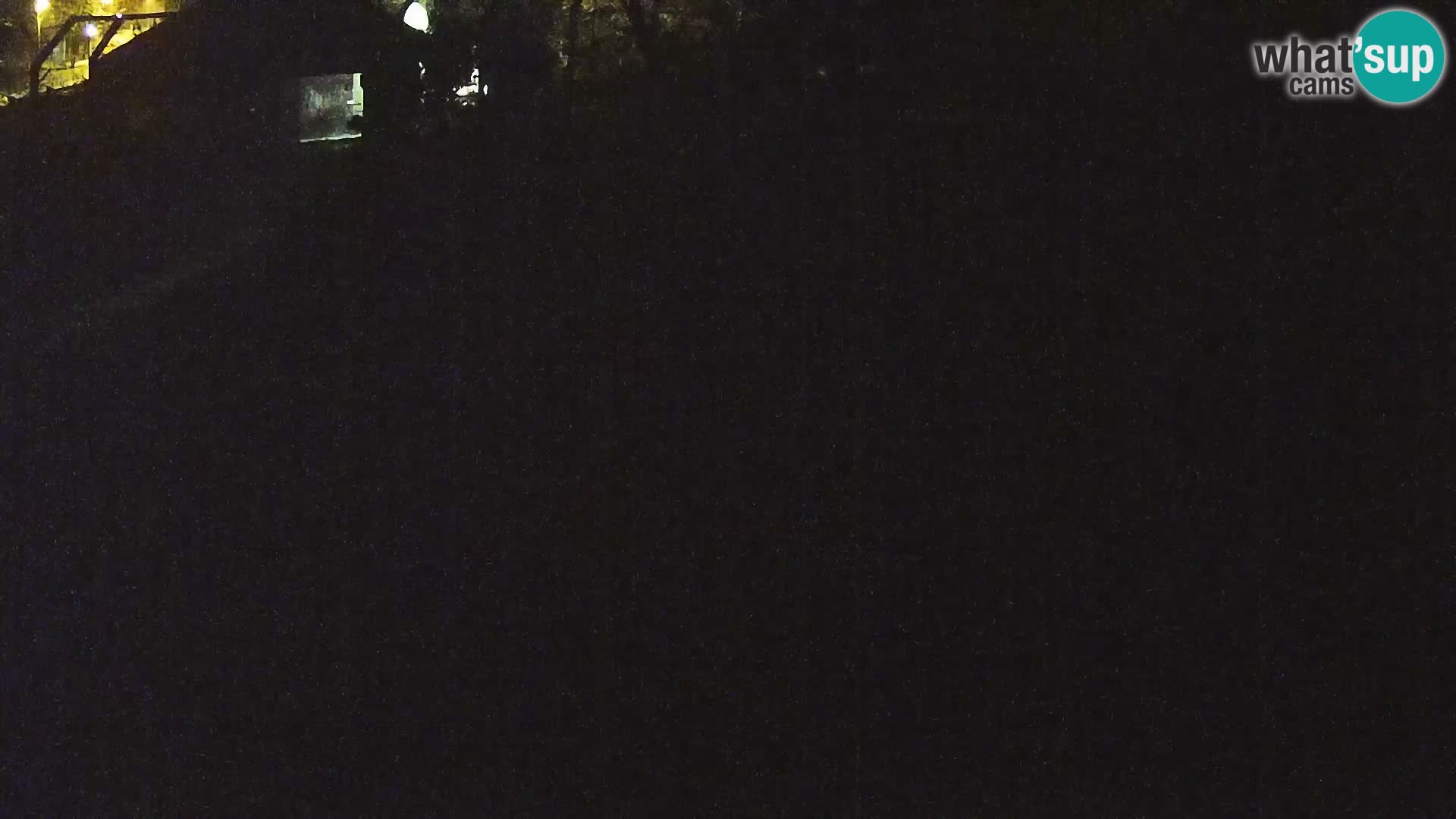 Live Ljubljana Zoo webcam Lion