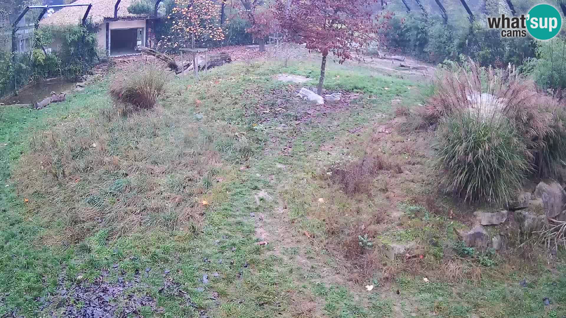 Zoo Ljubljana web kamera Lavovi