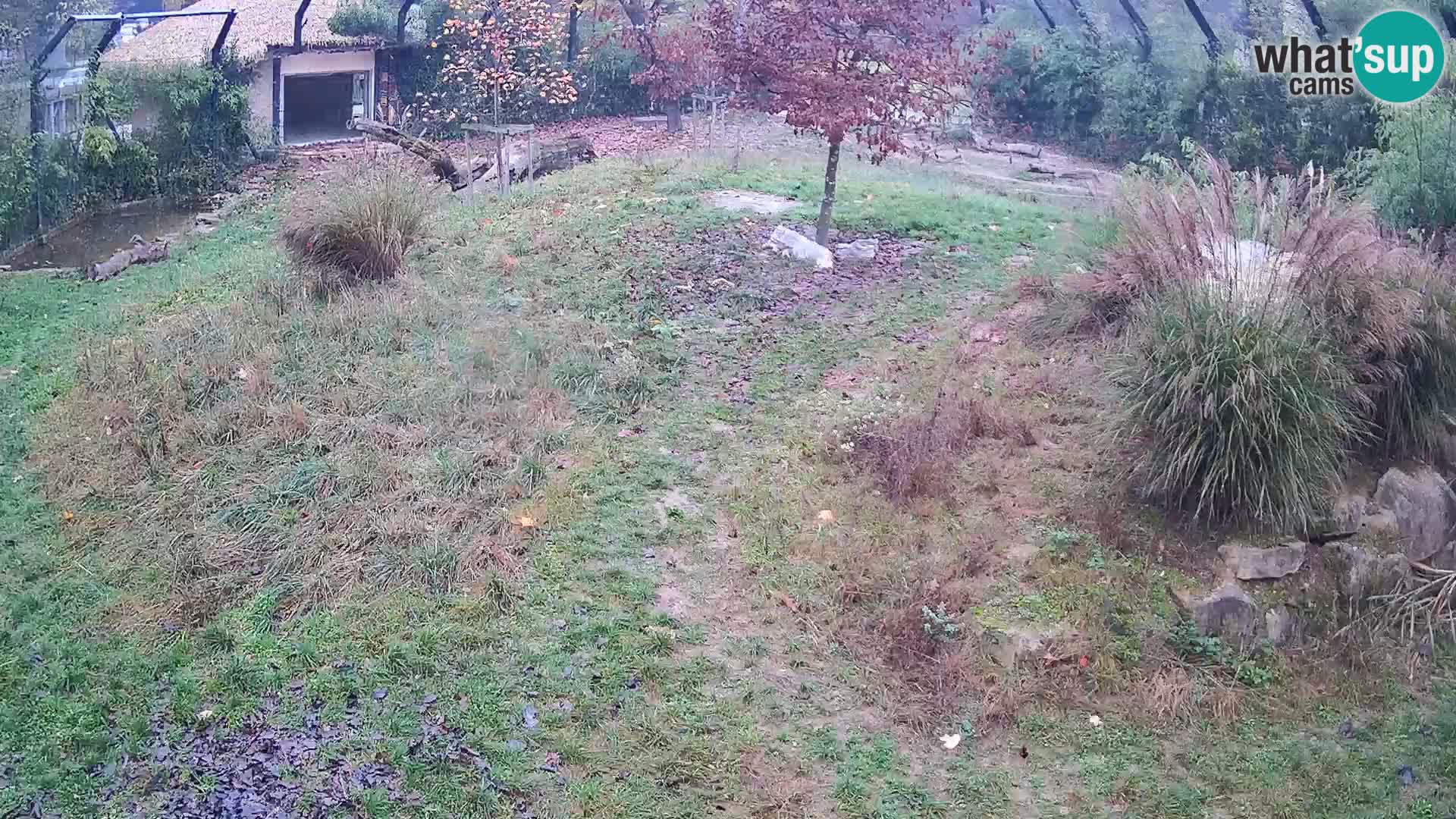 Zoo Ljubljana web kamera Lavovi