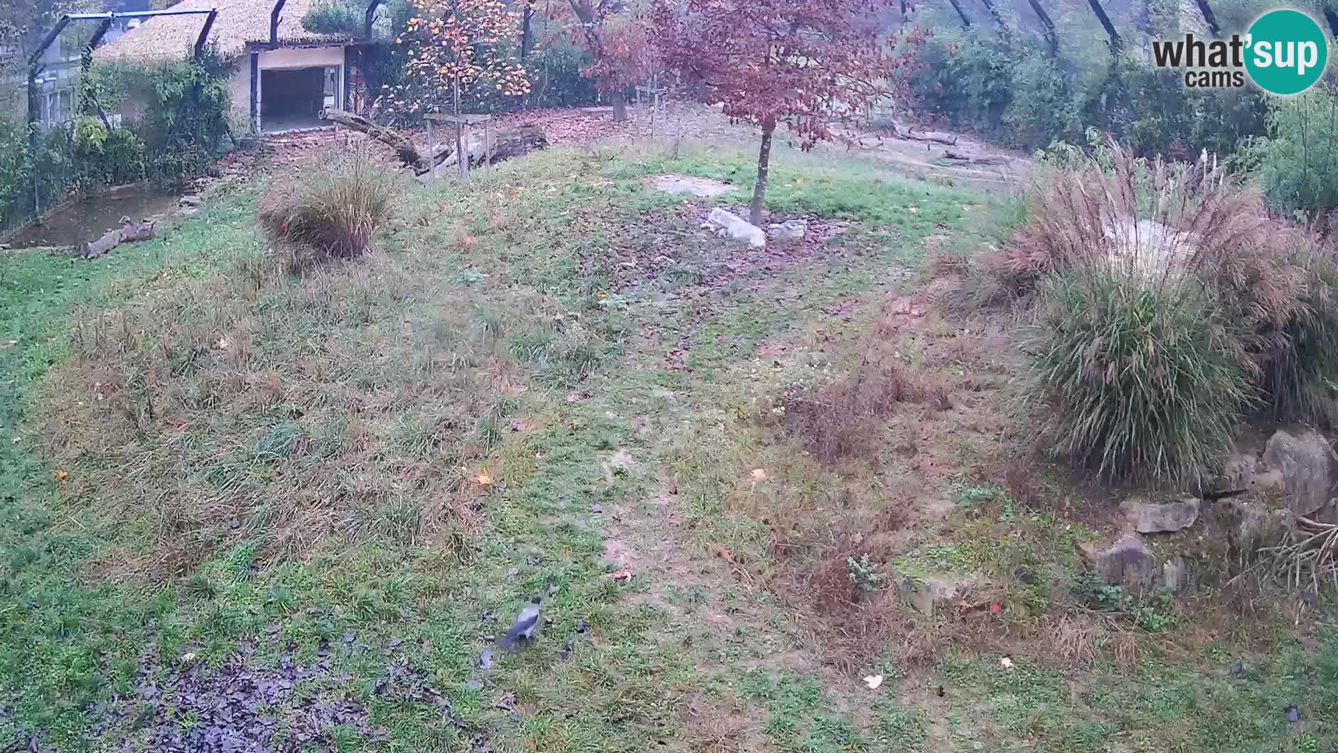 Zoo Lubiana live webcam Leoni