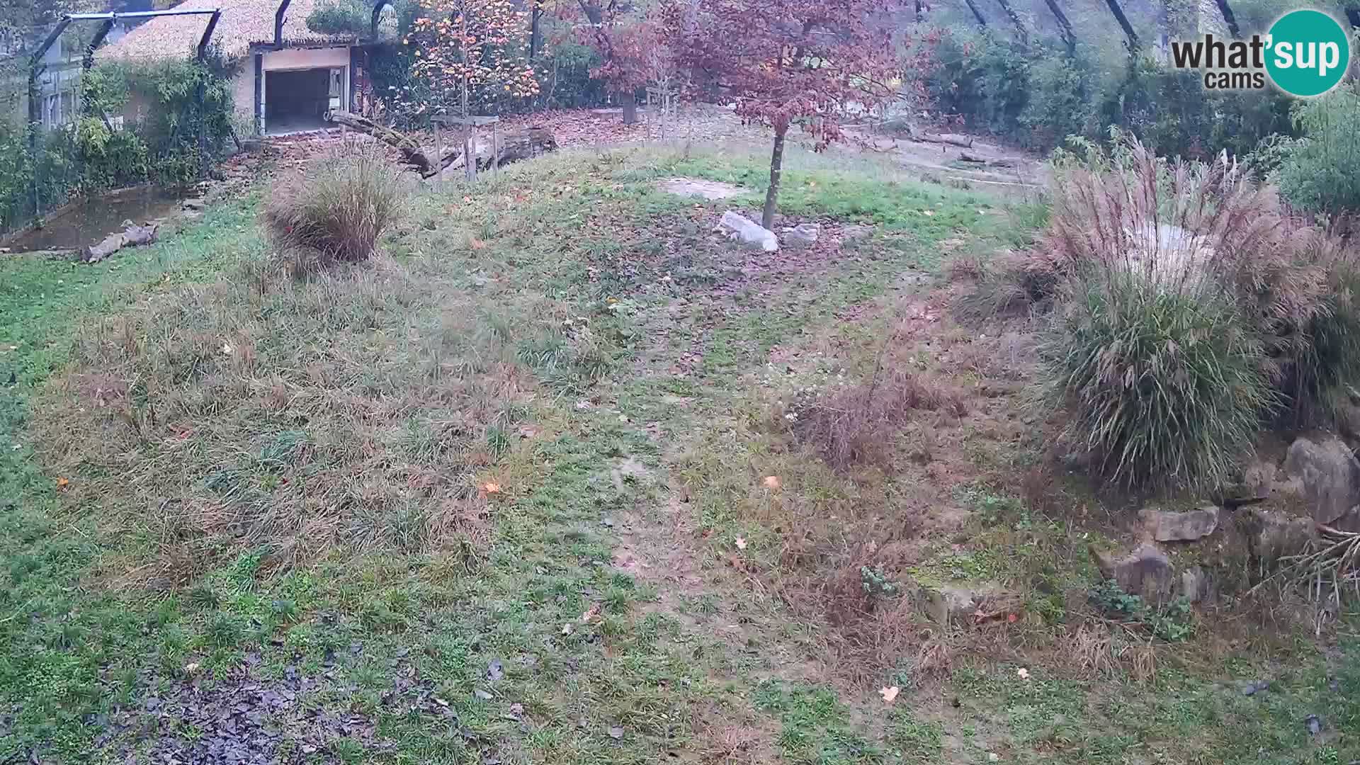 Zoo Lubiana live webcam Leoni