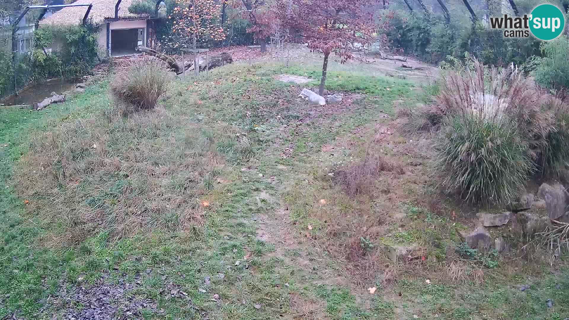 Zoo Lubiana live webcam Leoni