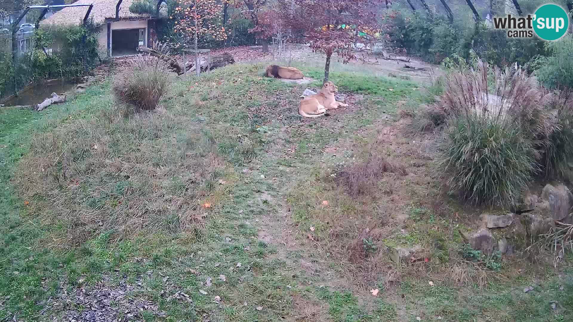 Zoo Lubiana live webcam Leoni