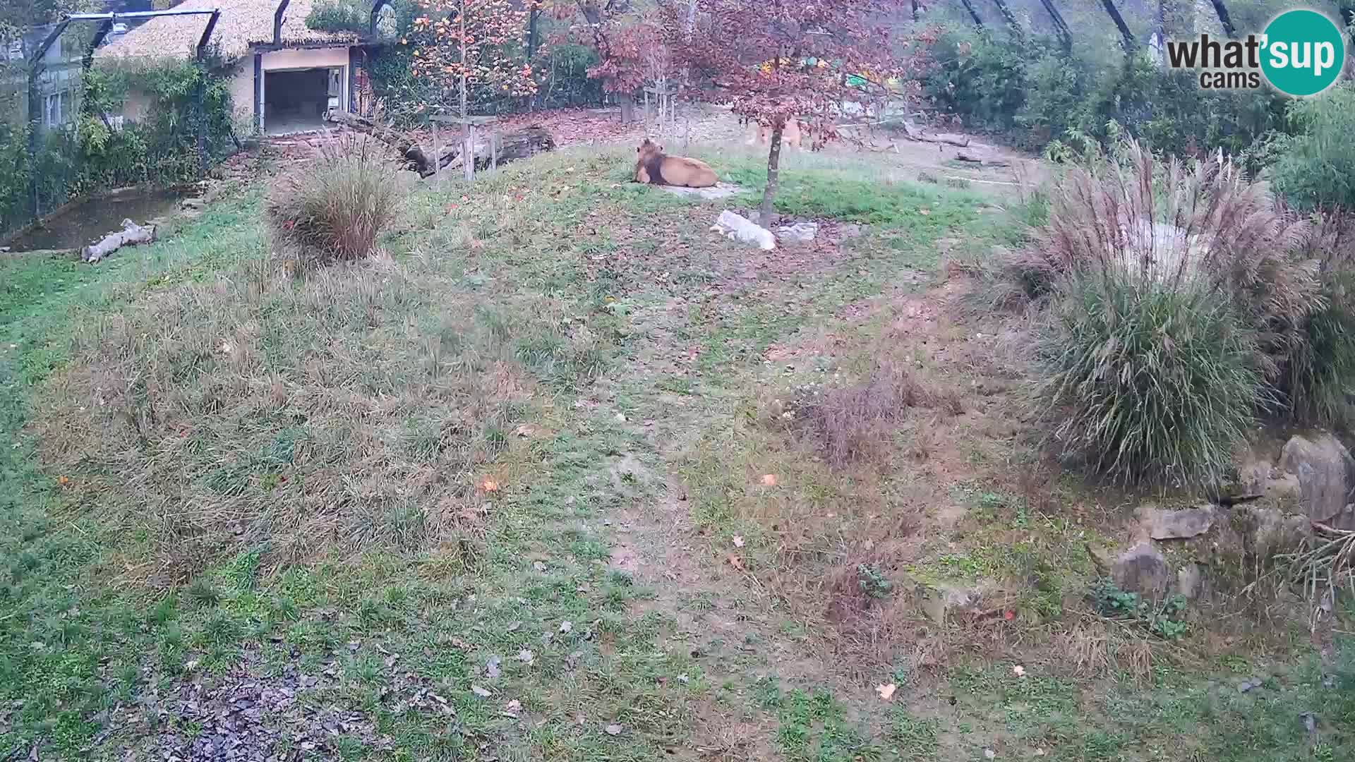 Zoo Ljubljana camera en vivo Leones