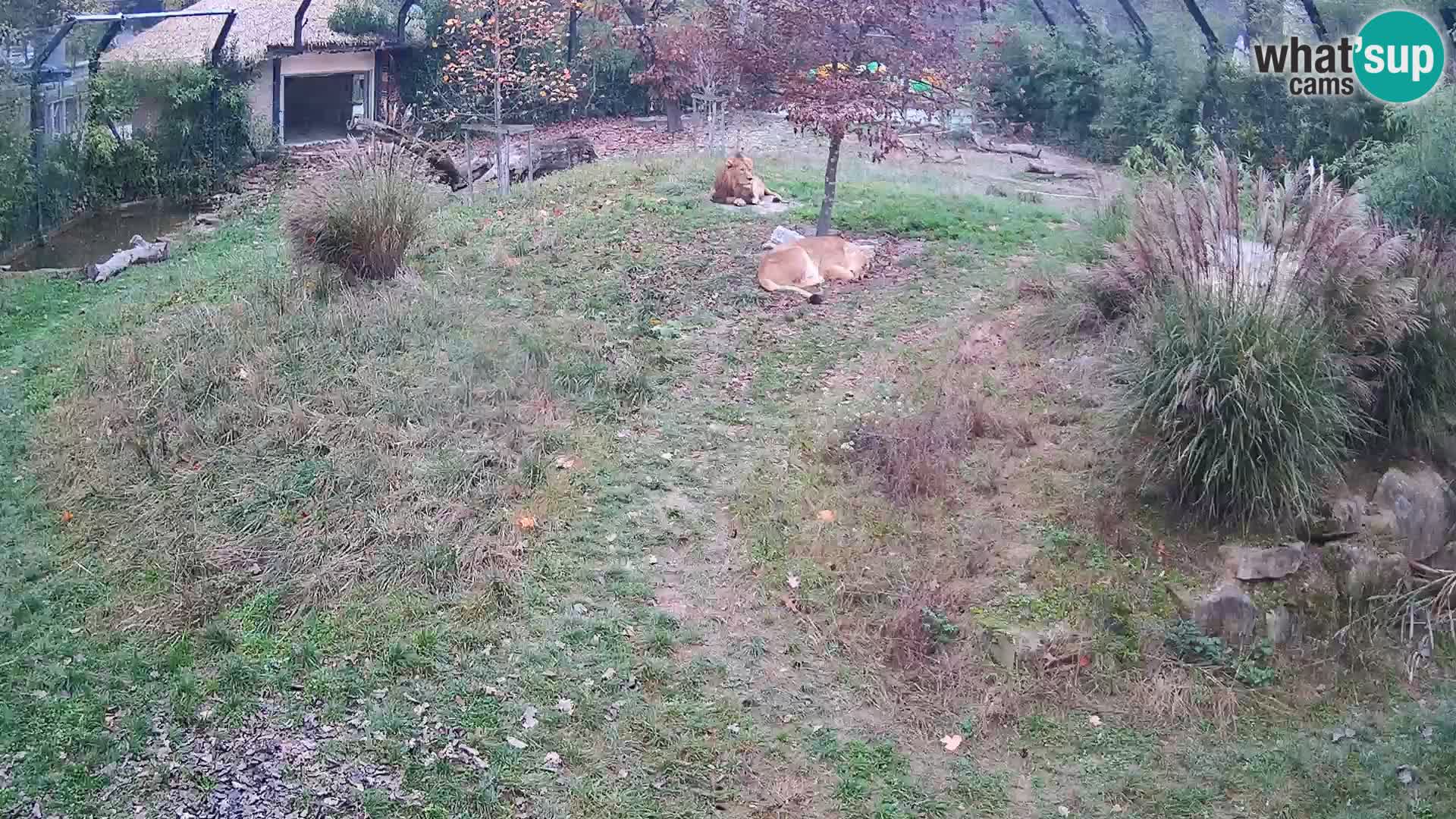 Živalski vrt Ljubljana kamera v živo Levi