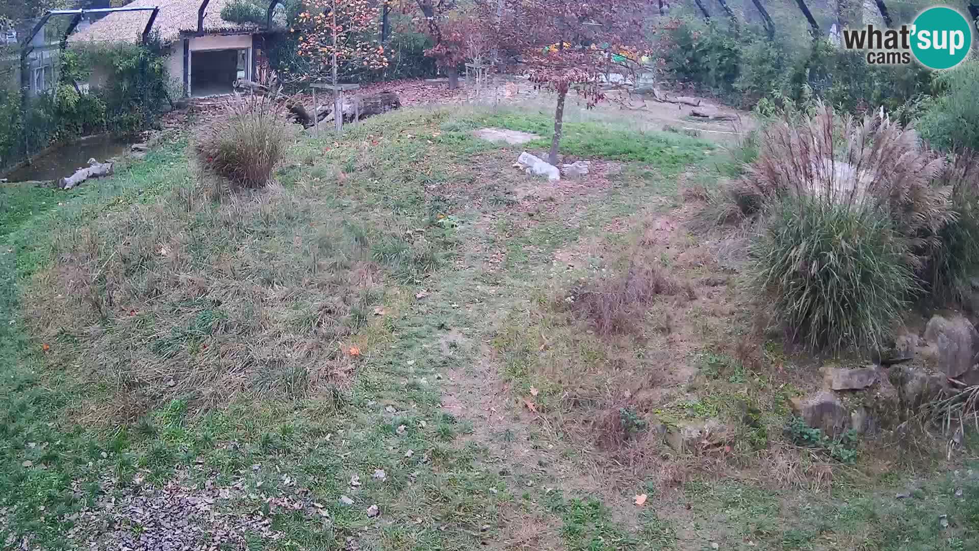 Zoo Lubiana live webcam Leoni