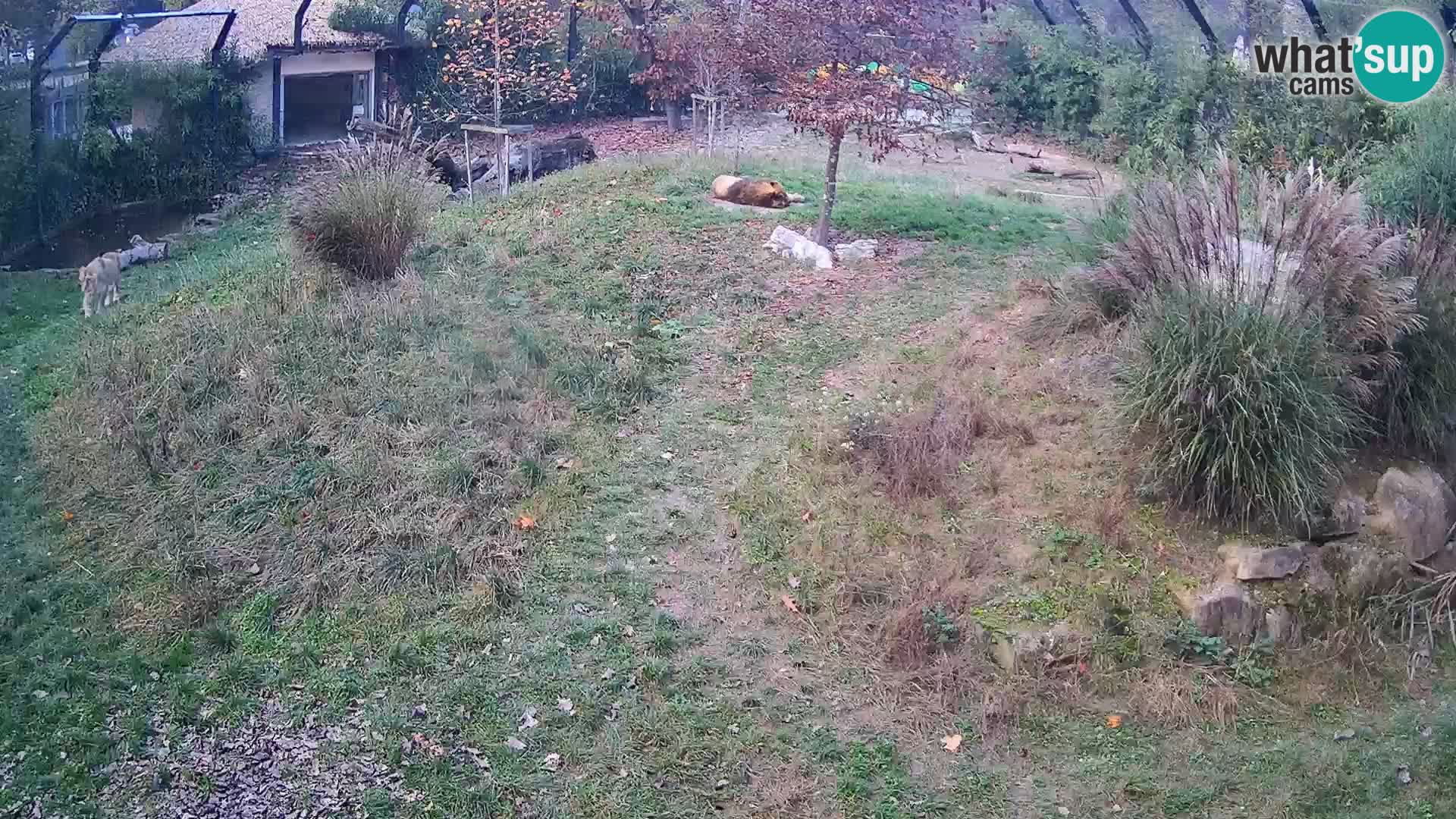 Zoo Ljubljana camera en vivo Leones