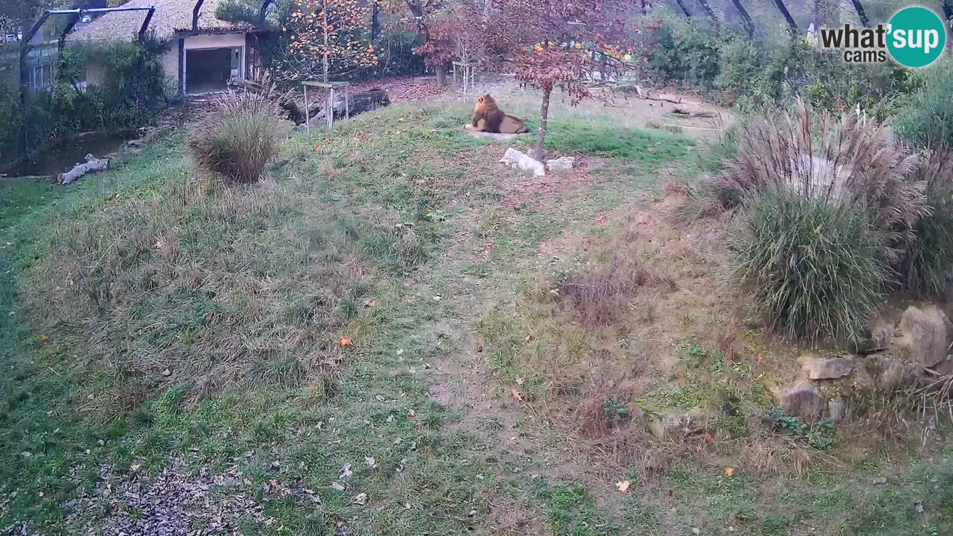 Live Ljubljana Zoo webcam Lion