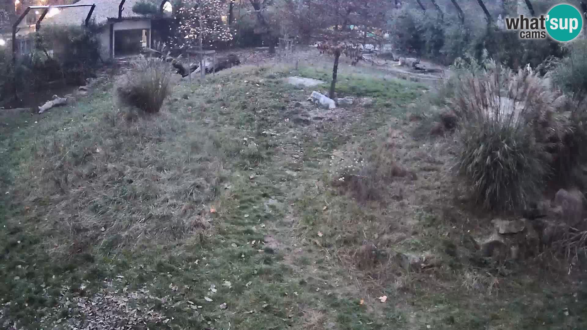 Živalski vrt Ljubljana kamera v živo Levi