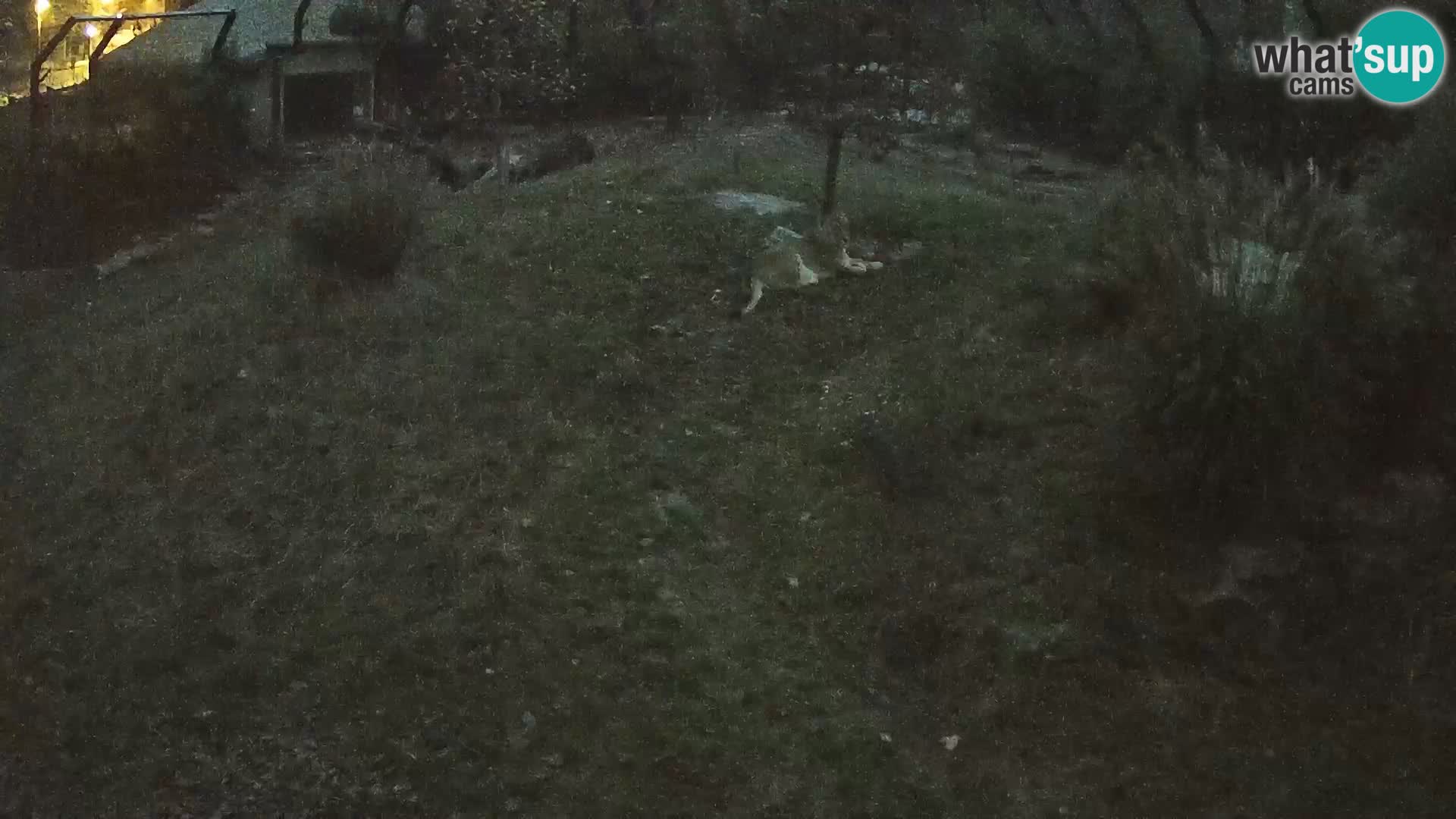 Zoo Ljubljana camera en vivo Leones