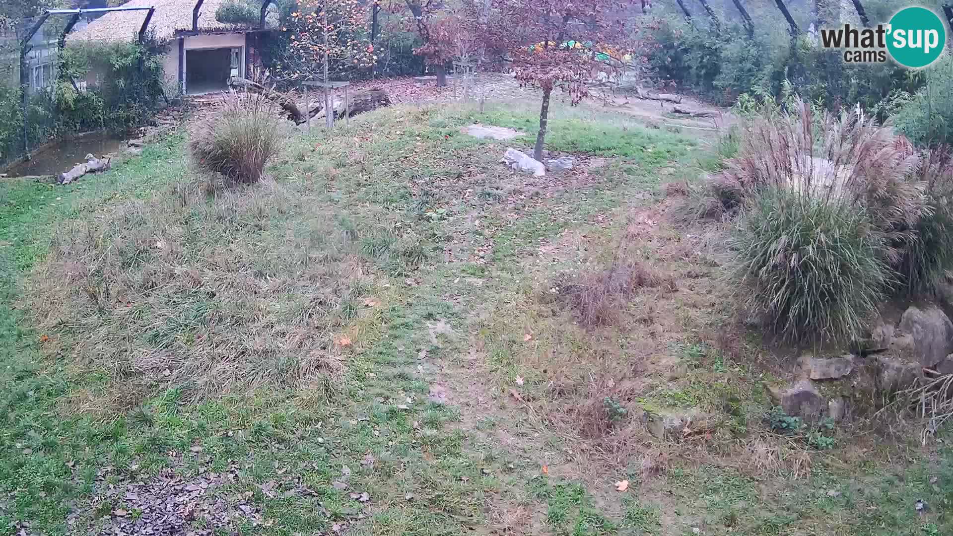 Live Ljubljana Zoo webcam Lion