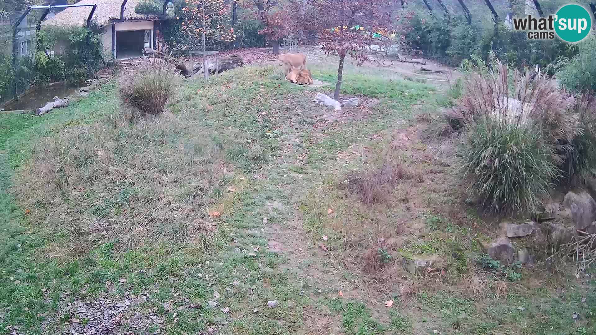 Zoo Ljubljana webcam Löwen