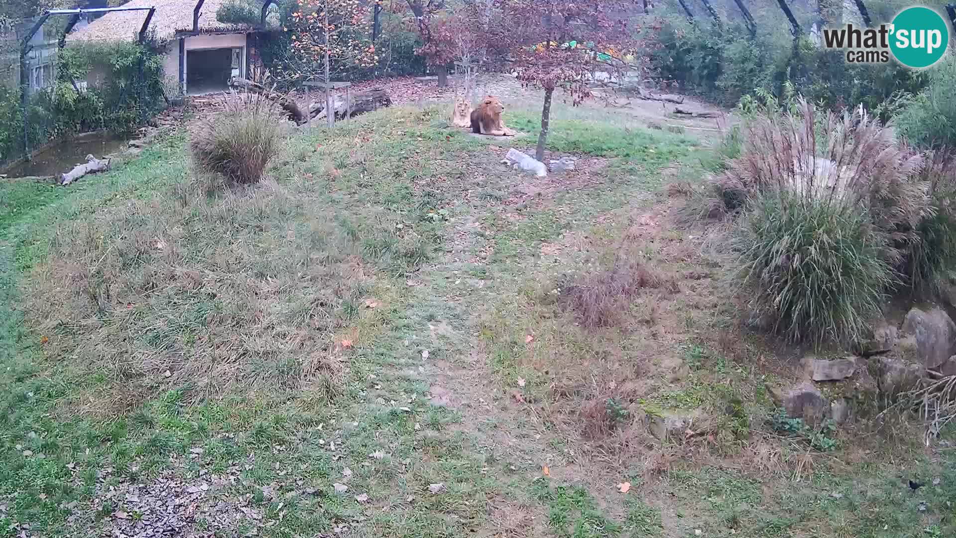 Live Ljubljana Zoo webcam Lion
